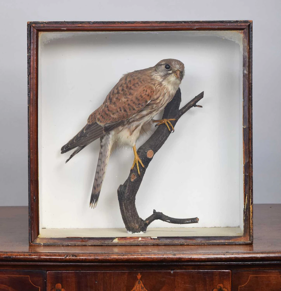 Taxidermy: A Late Victorian Cased Common Kestel (Falco tinnunculus)