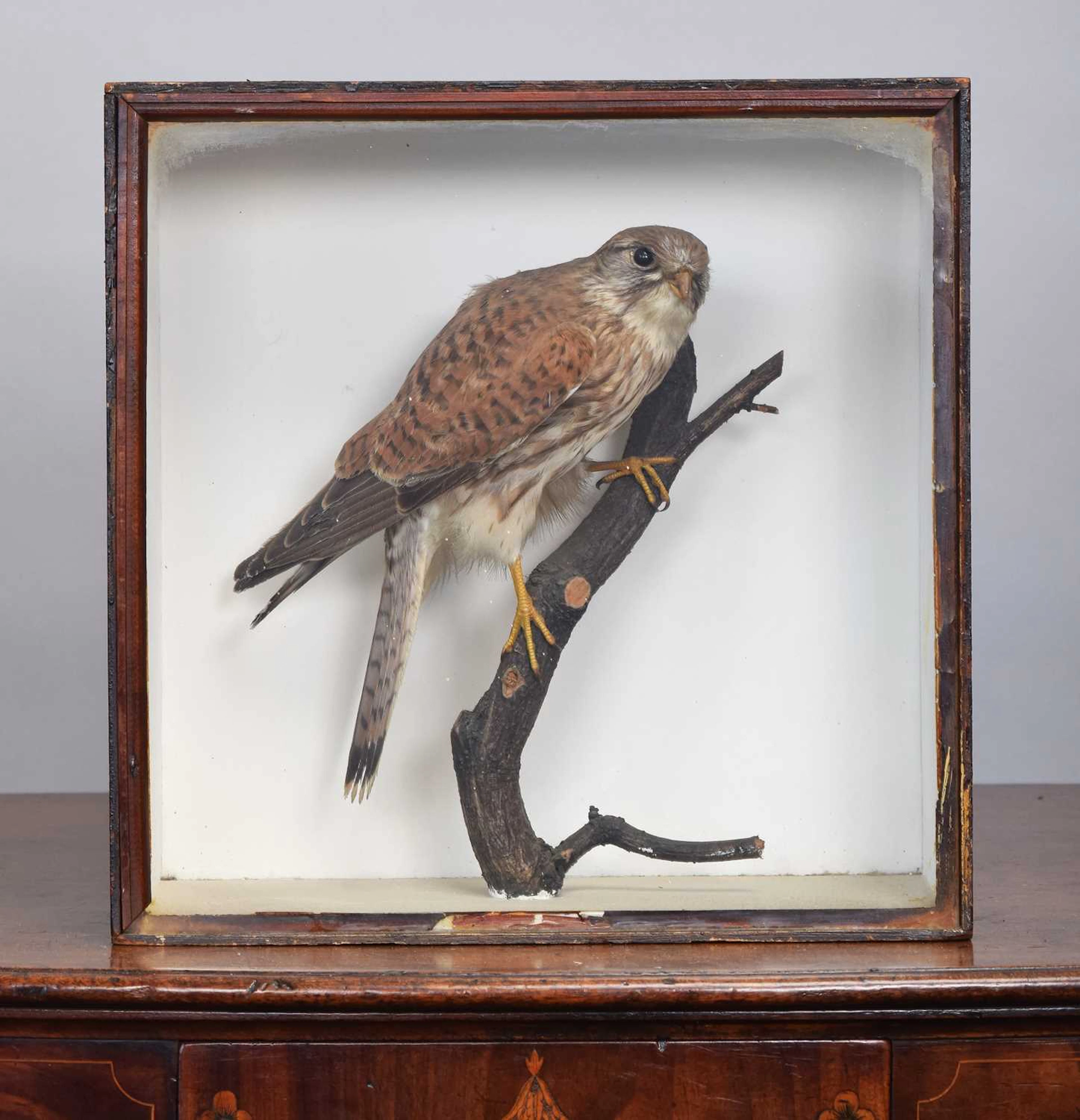 Taxidermy: A Late Victorian Cased Common Kestel (Falco tinnunculus)