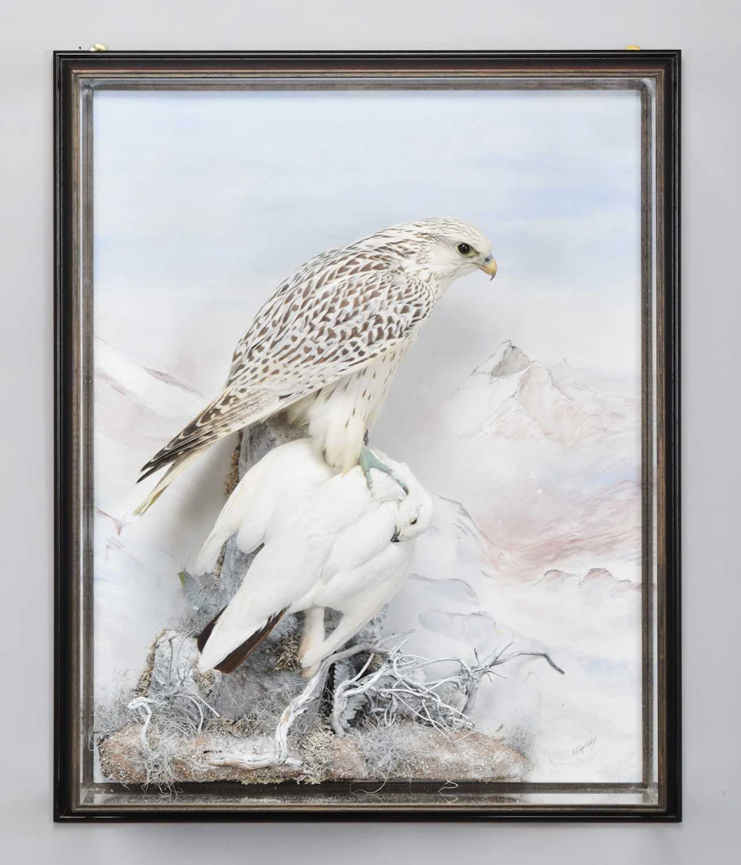 Taxidermy: A Wall Cased Gyr Falcon (Falco rusticolus), circa 2011