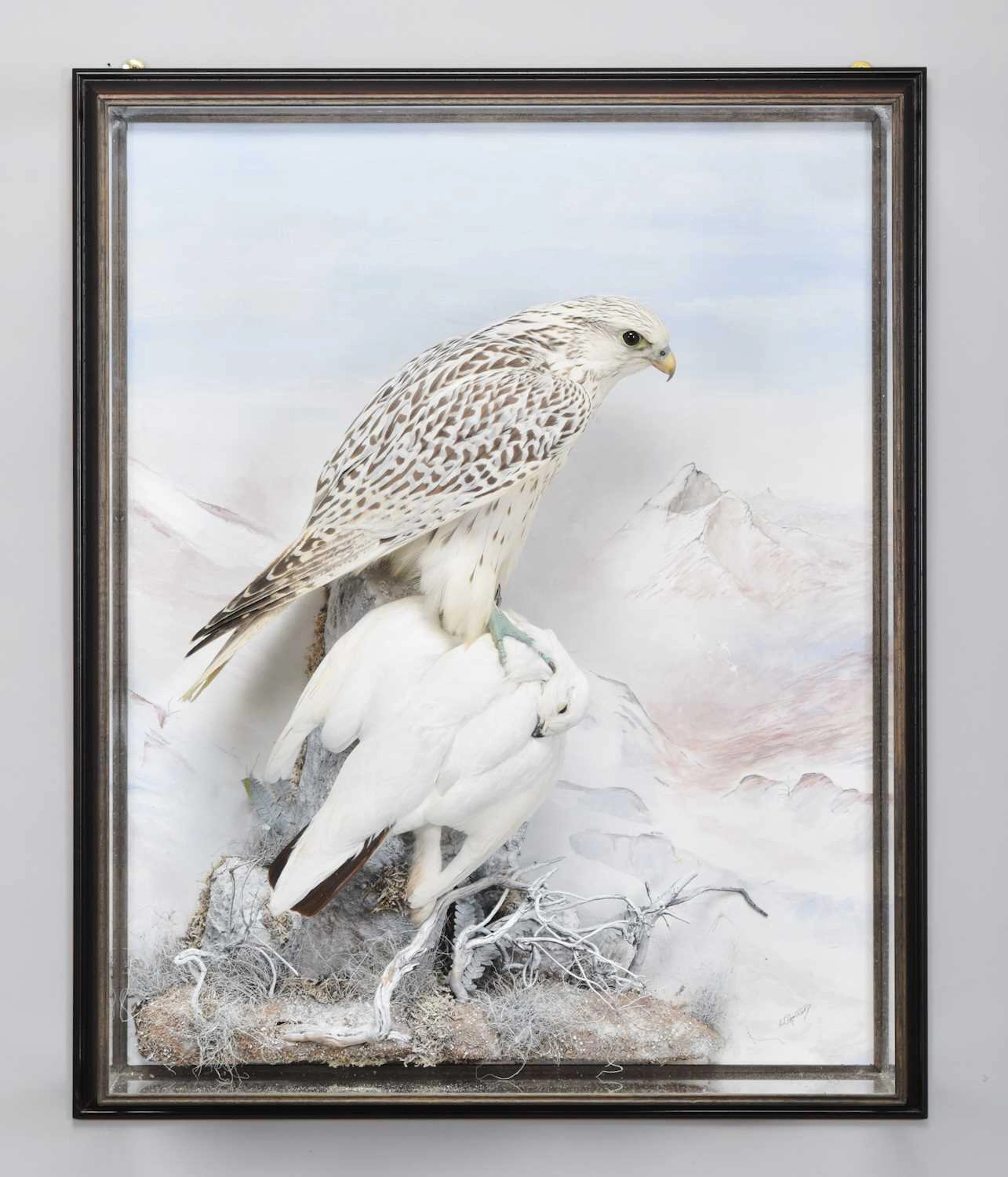 Taxidermy: A Wall Cased Gyr Falcon (Falco rusticolus), circa 2011