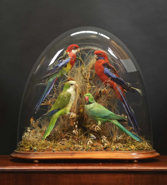 Taxidermy: A Late Victorian Display of Parakeets, circa 1870-1900