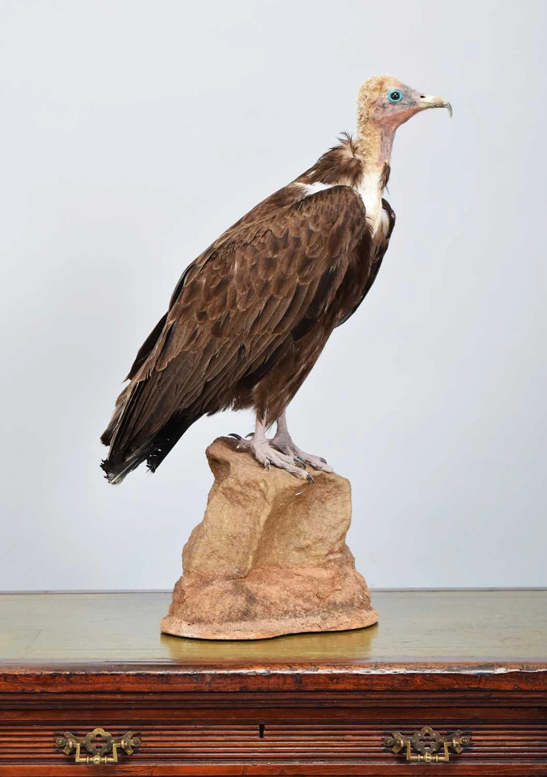 Taxidermy: Hooded Vulture (Necrosyrtes monachus), modern, captive