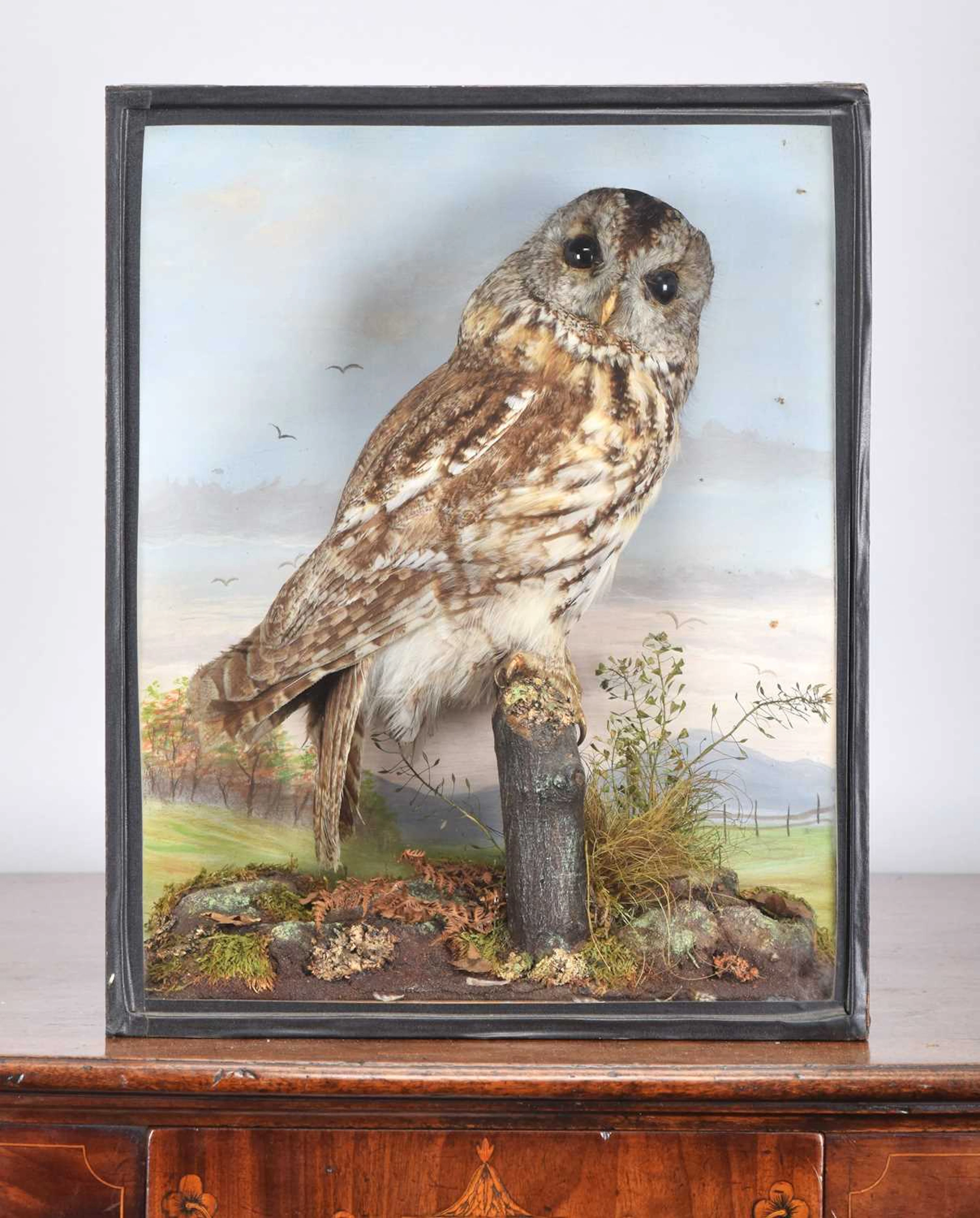 Taxidermy: A Cased Tawny Owl (Strix aluco), early 20th century, (Strix aluco)