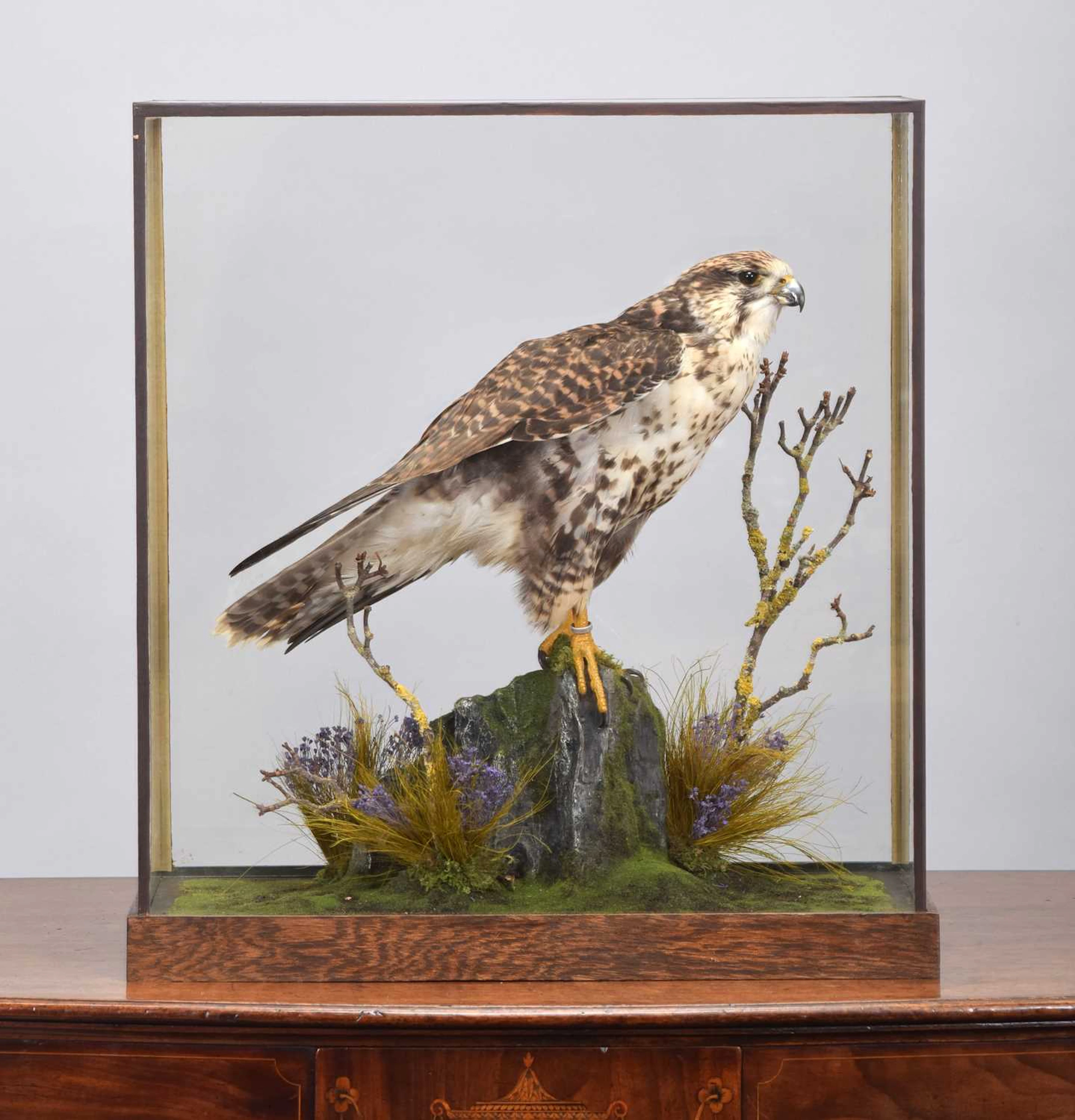 Taxidermy: A Cased Gyr X Saker Falcon (Falco rusticolus x Falco cherrug)