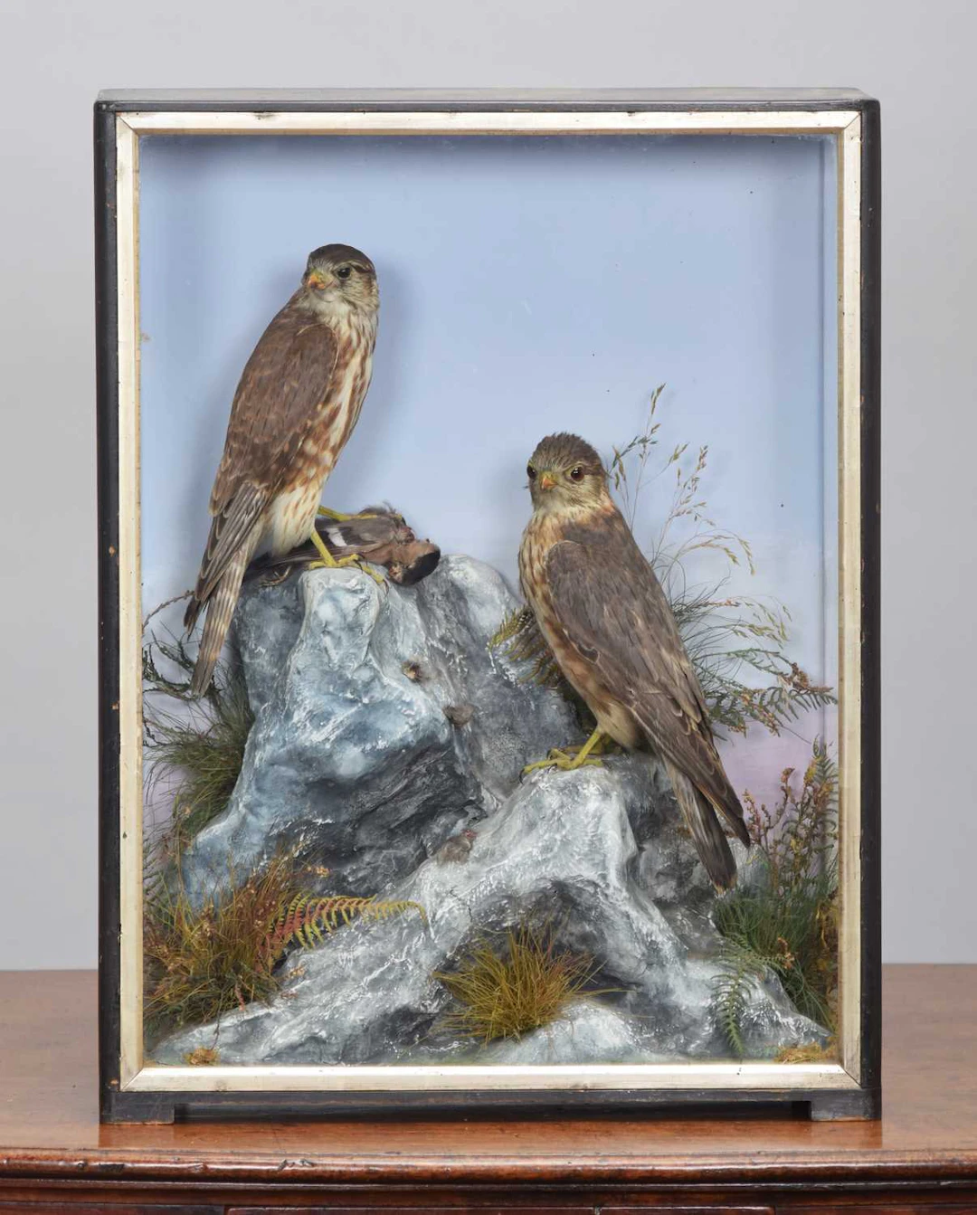 Taxidermy: A Cased Pair of European Merlins (Falco columbarius), 1860-1942