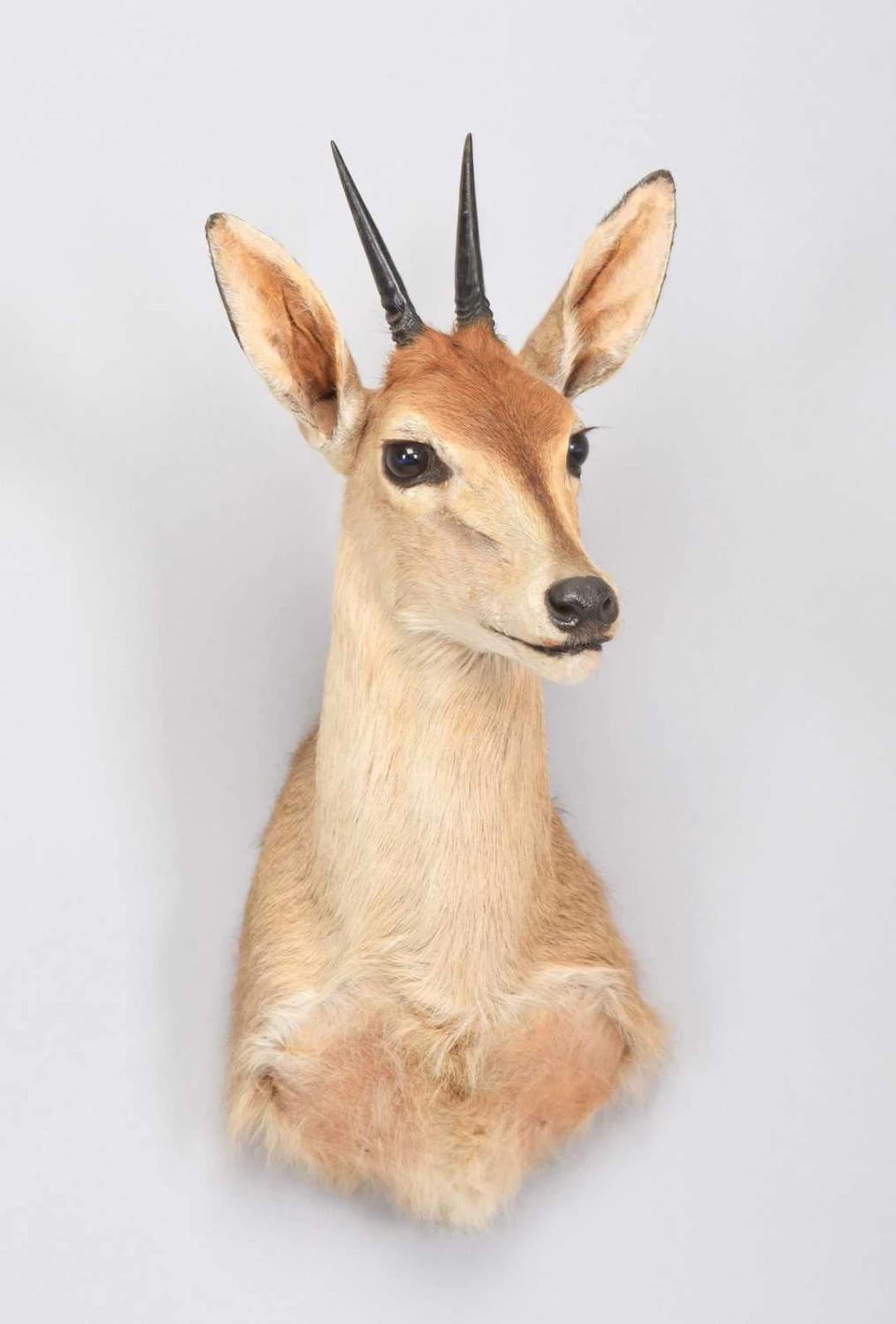 Taxidermy: Common Grey Duiker (Sylvicapra grimmia caffra), 2001, by