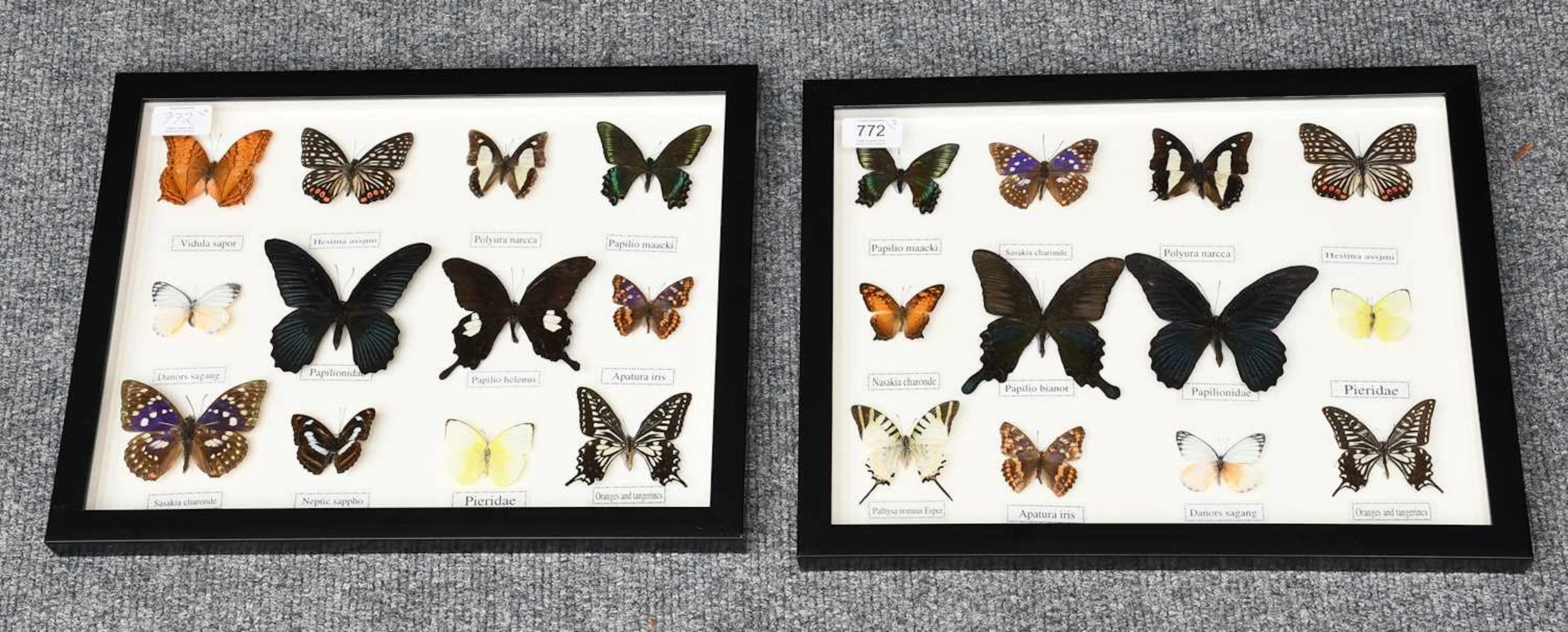 Entomology: A Pair of Framed Tropical Butterfly Displays