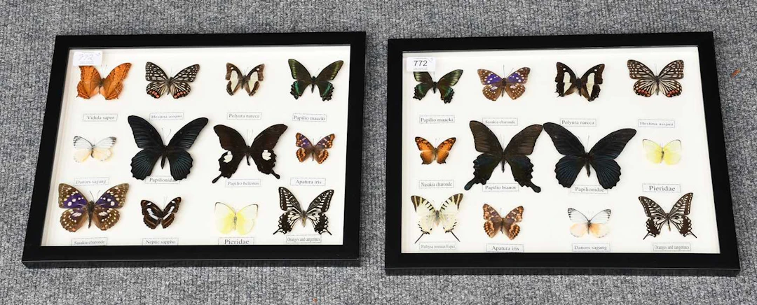 Entomology: A Pair of Framed Tropical Butterfly Displays