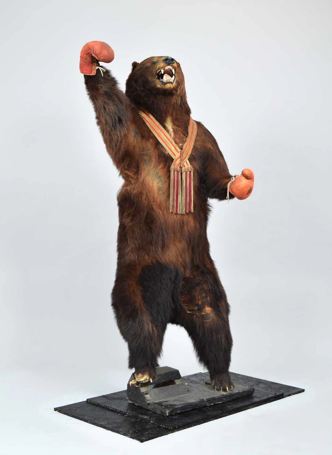 Taxidermy: The Famous Late Victorian "Bruno The Battling Bear", circa