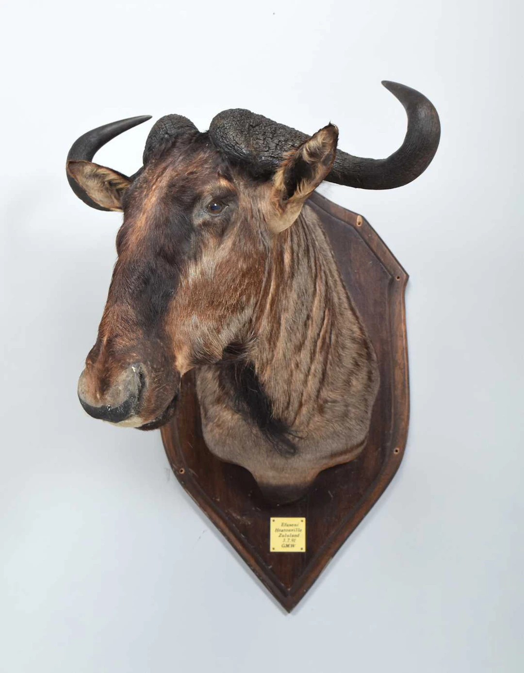 Taxidermy: Blue Wildebeest (Connochaetes taurinus), dated 1991, Zululand