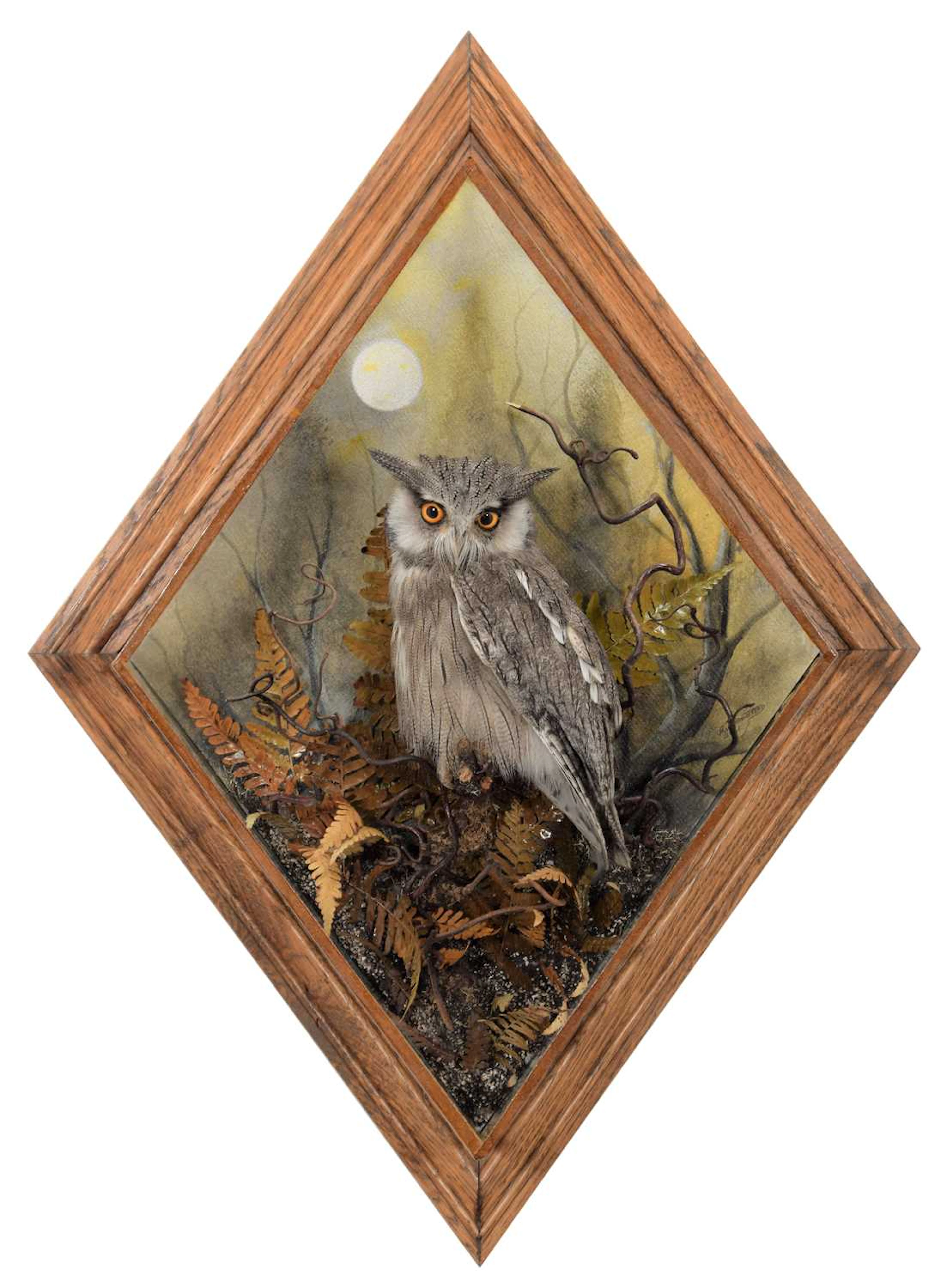 Taxidermy: A Wall Cased Northern White-faced Scops Owl (Ptilopsis