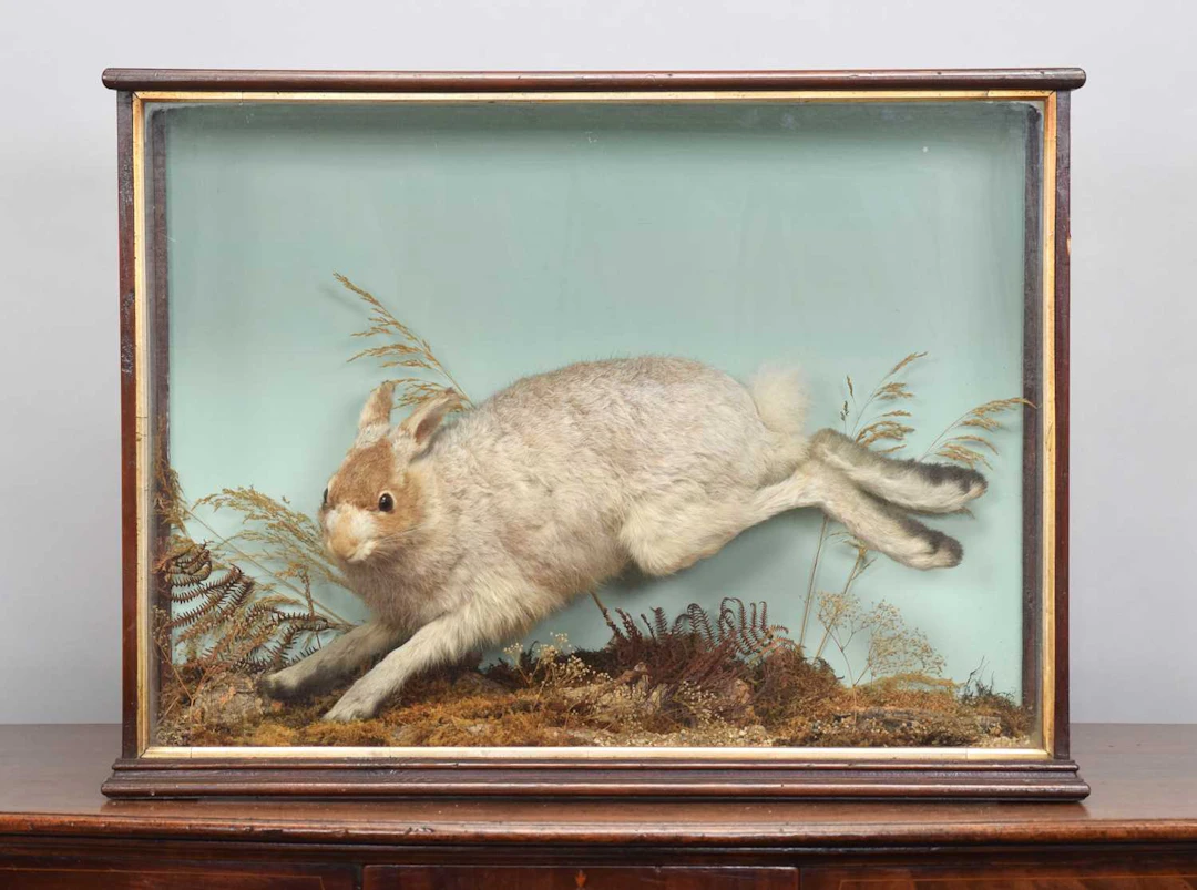 Taxidermy: An Edwardian Cased Scottish Mountain Hare, circa 1900-1910