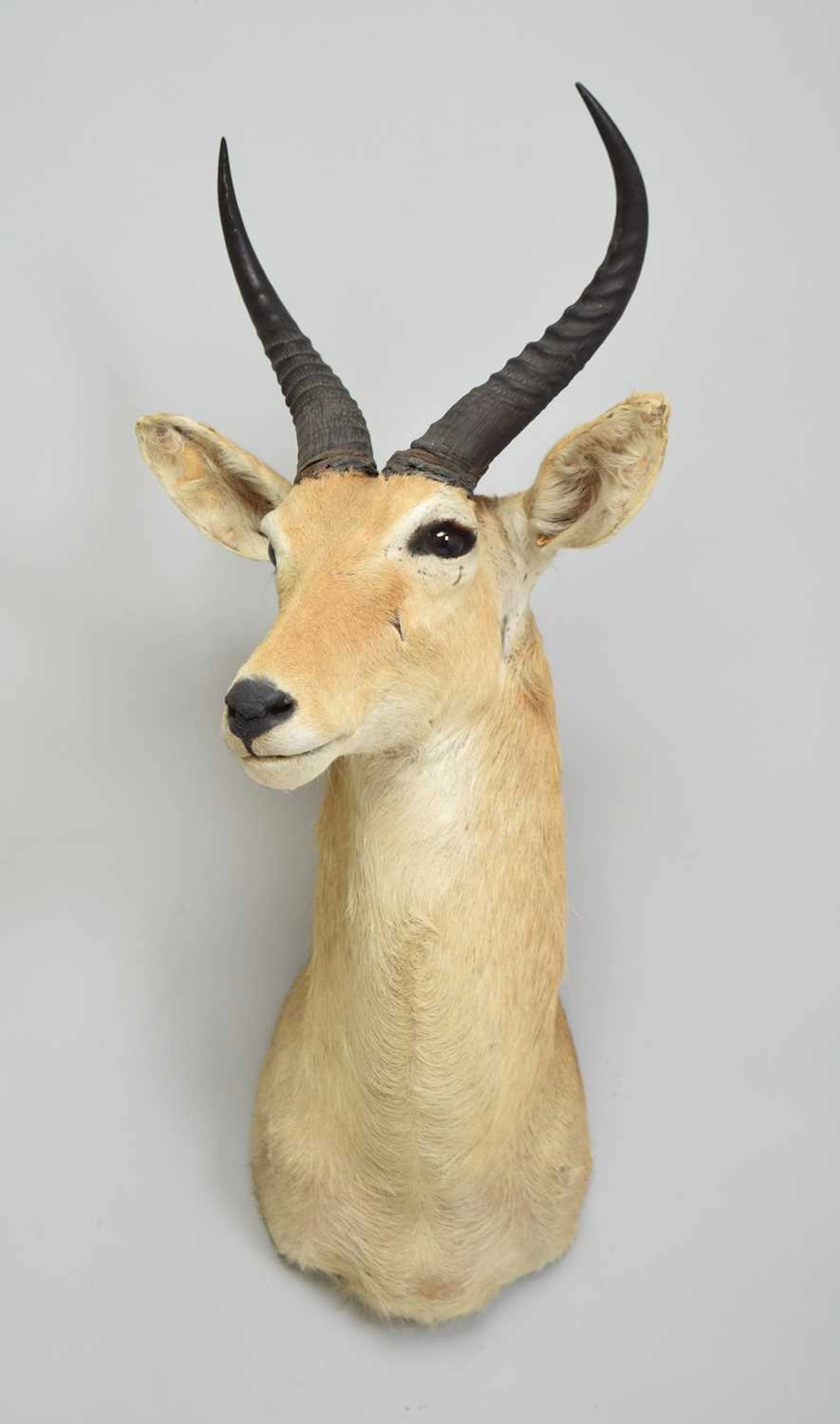 Taxidermy: Southern Common Reedbuck (Redunca arundinum), (Redunca