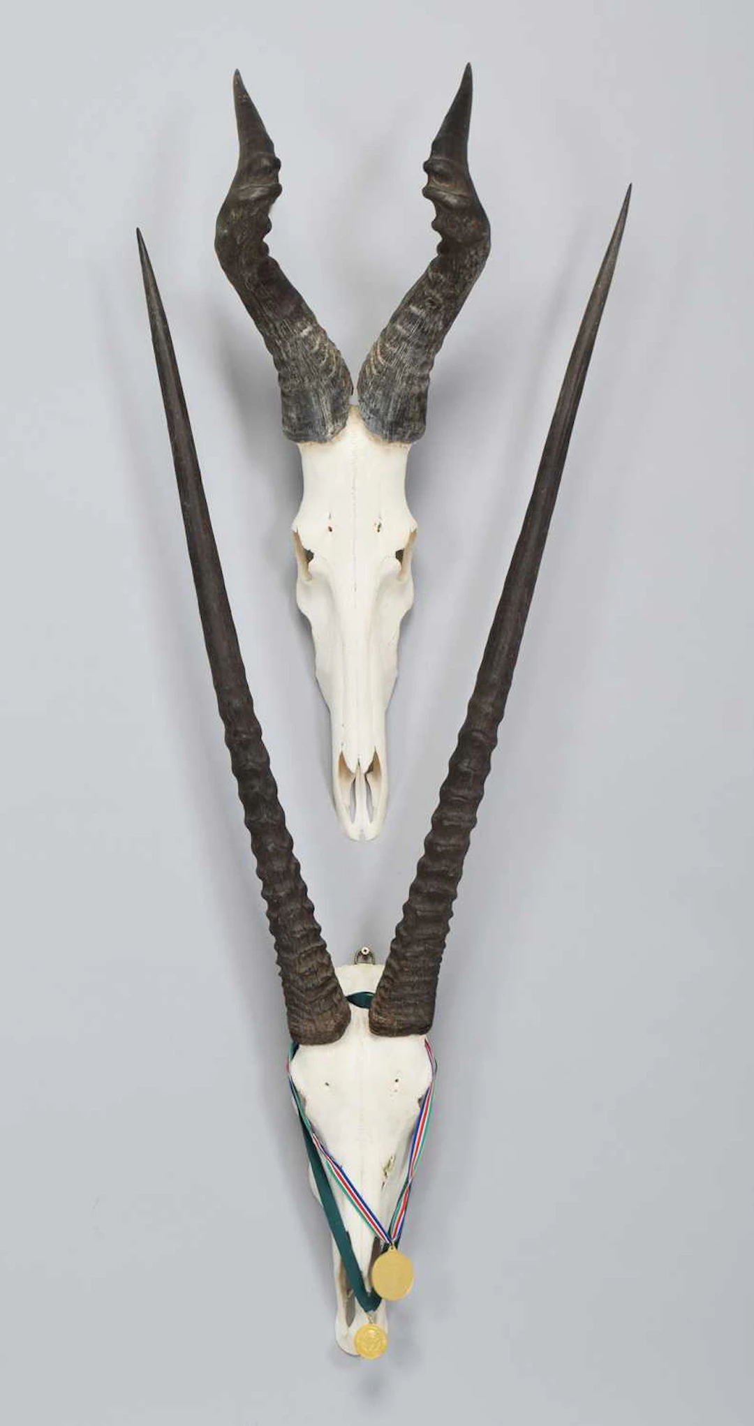 Skulls/Horns: Gemsbok Oryx and Red Hartebeest Horns, 2005, prepared
