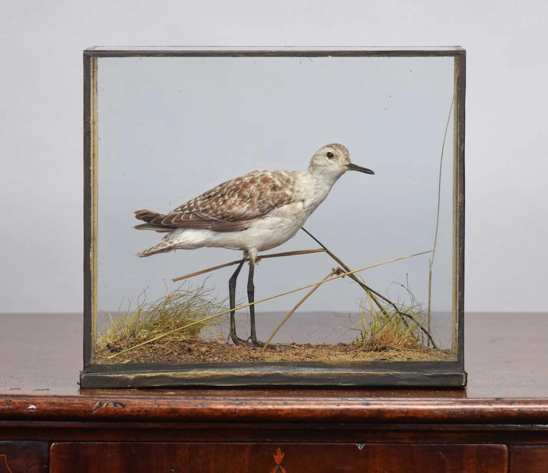 Taxidermy: A Cased Wood Sandpiper (Tringa glareola), circa 1917, by