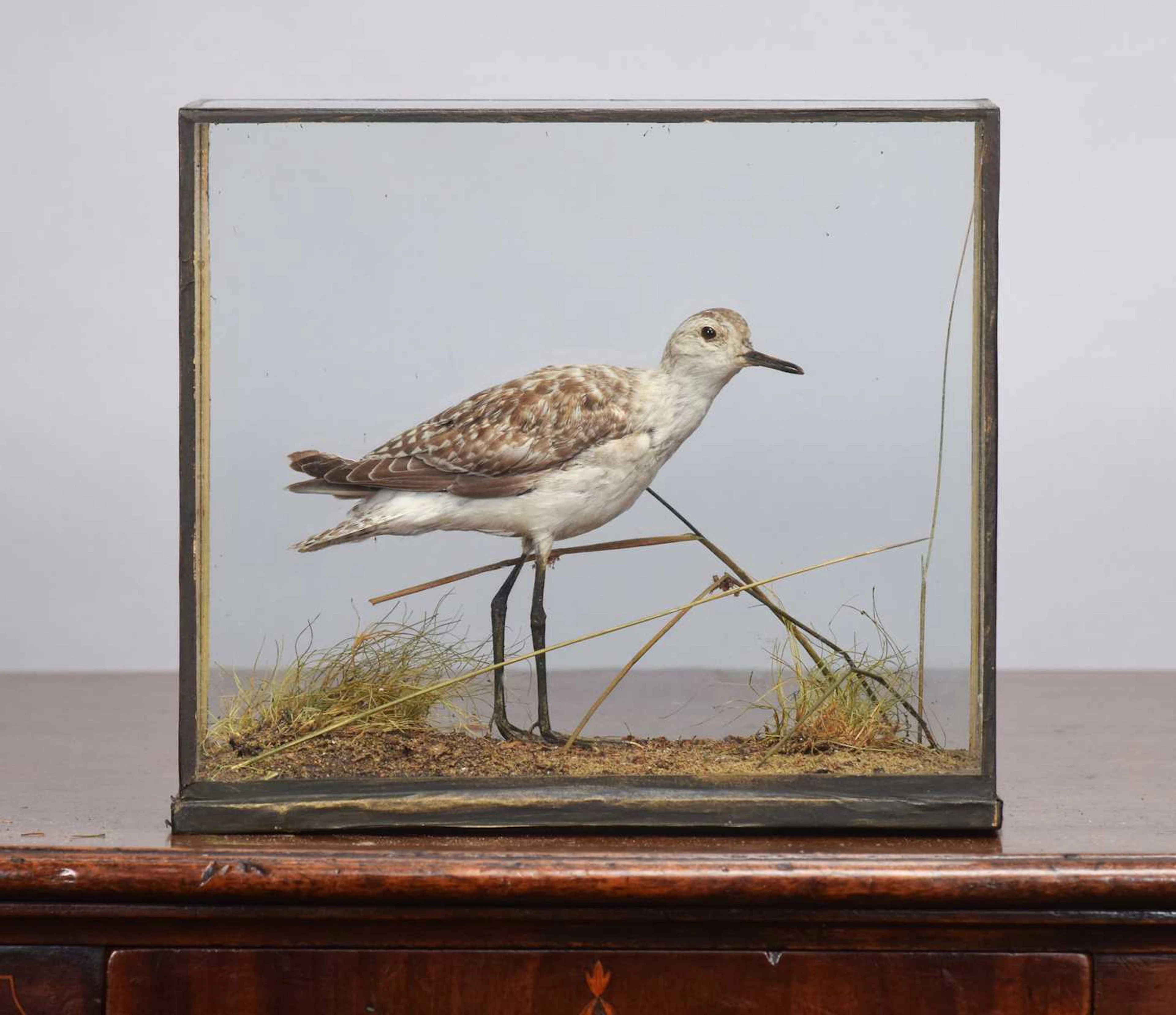 Taxidermy: A Cased Wood Sandpiper (Tringa glareola), circa 1917, by