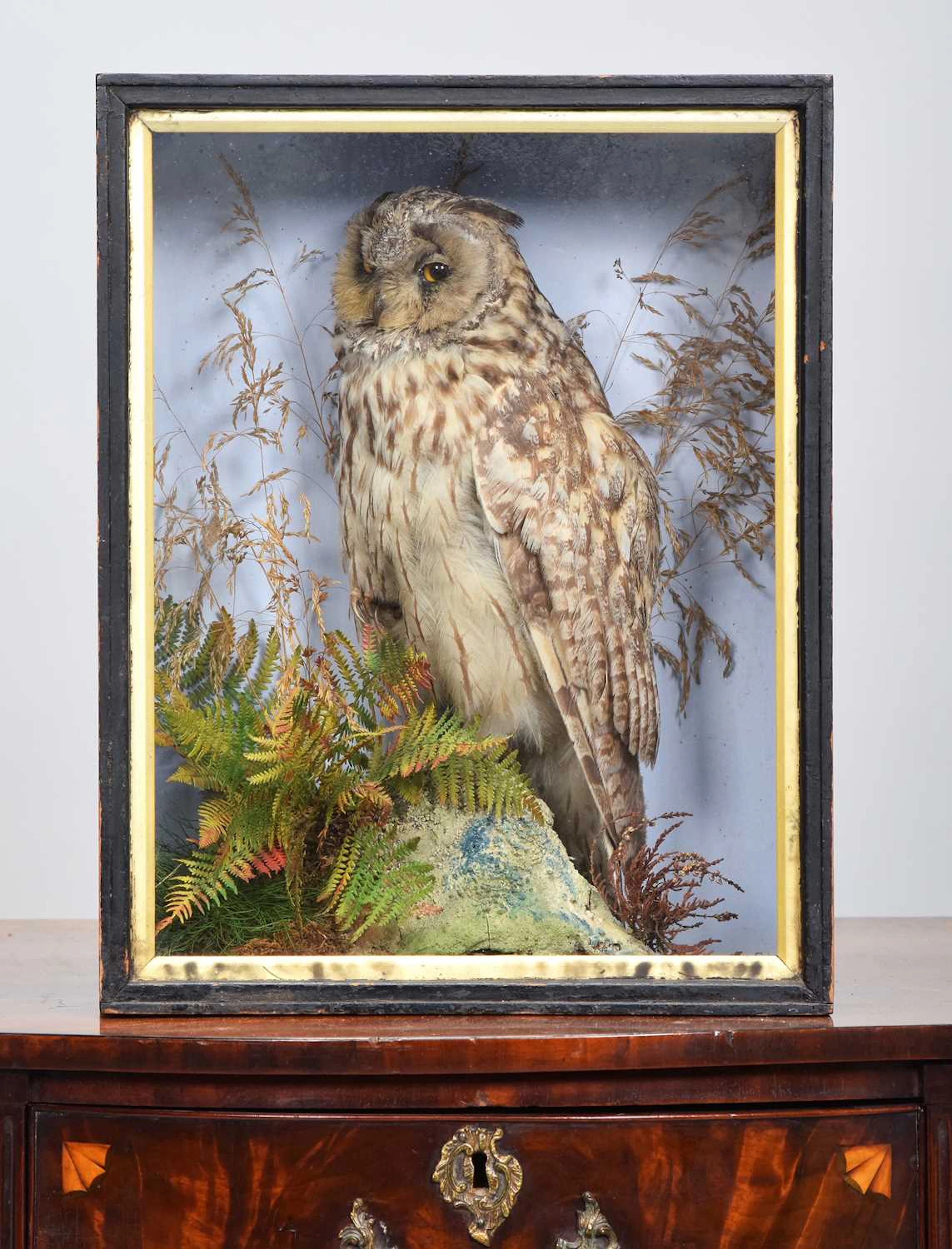 Taxidermy: A Late Victorian Cased Long-eared Owl (Asio otus), circa