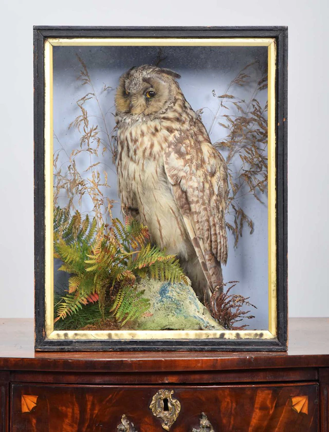 Taxidermy: A Late Victorian Cased Long-eared Owl (Asio otus), circa
