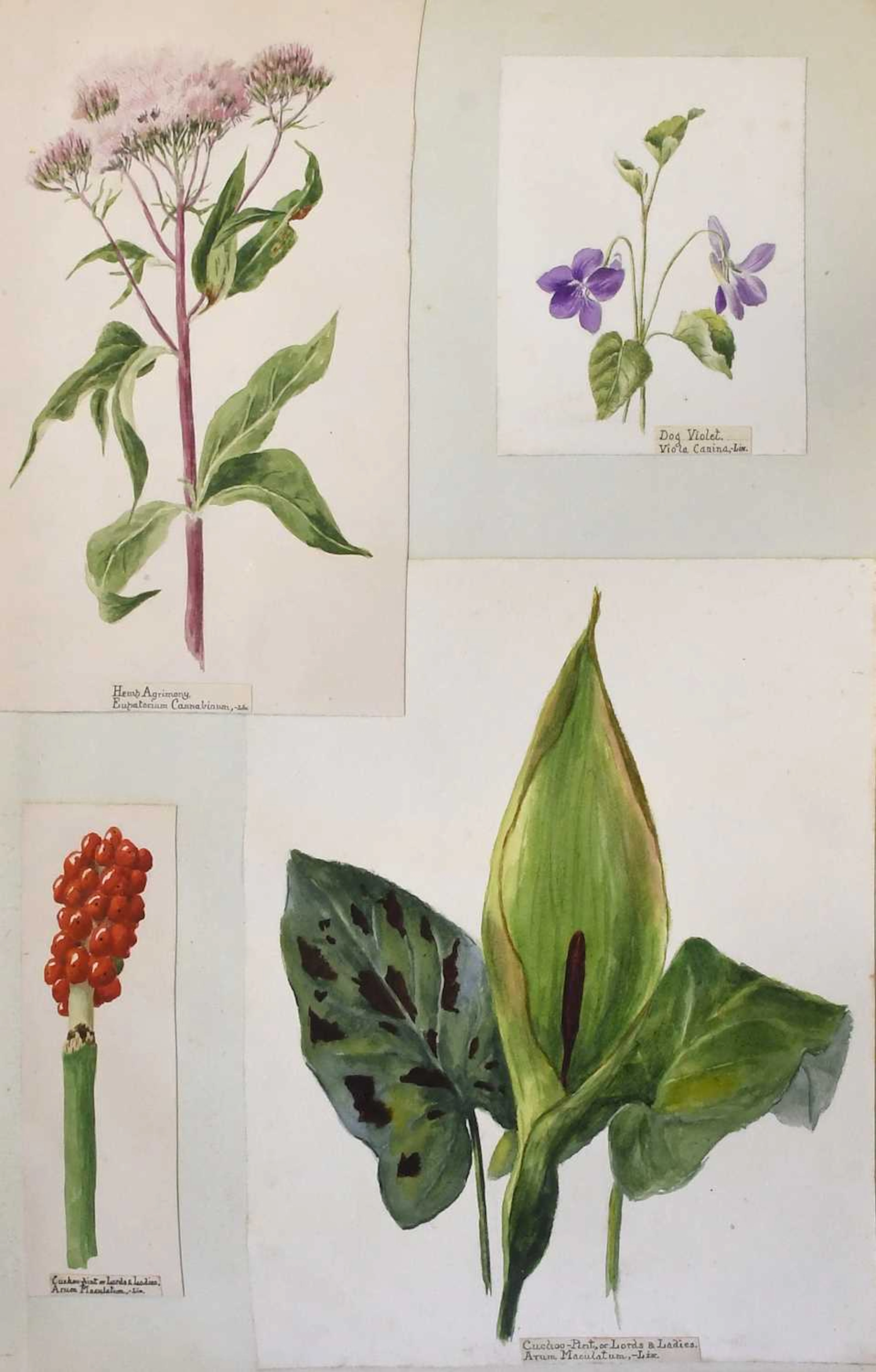Botanical Studies.
