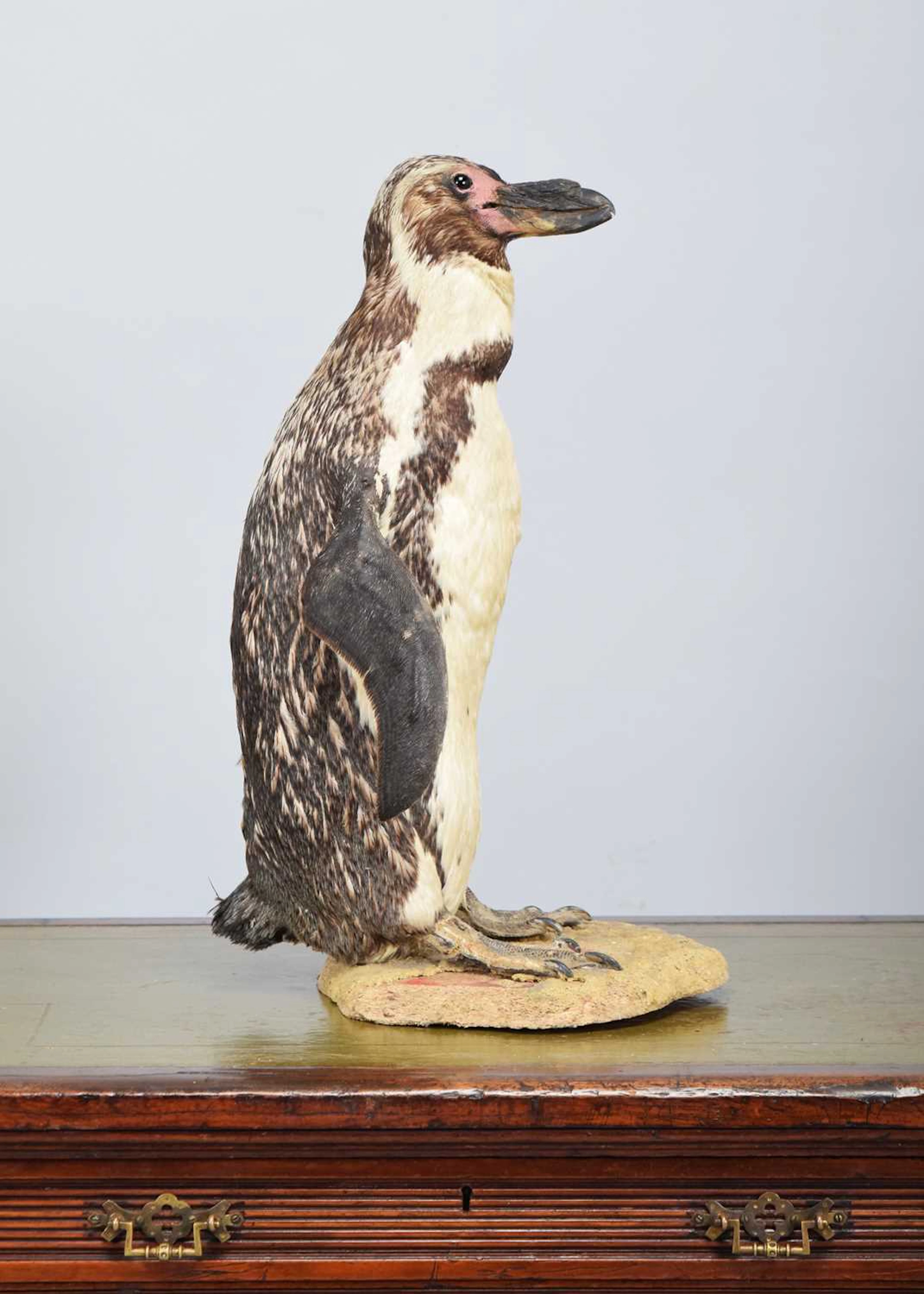Taxidermy: Humboldt Penguin (Spheniscus humboldti), late 19th - early