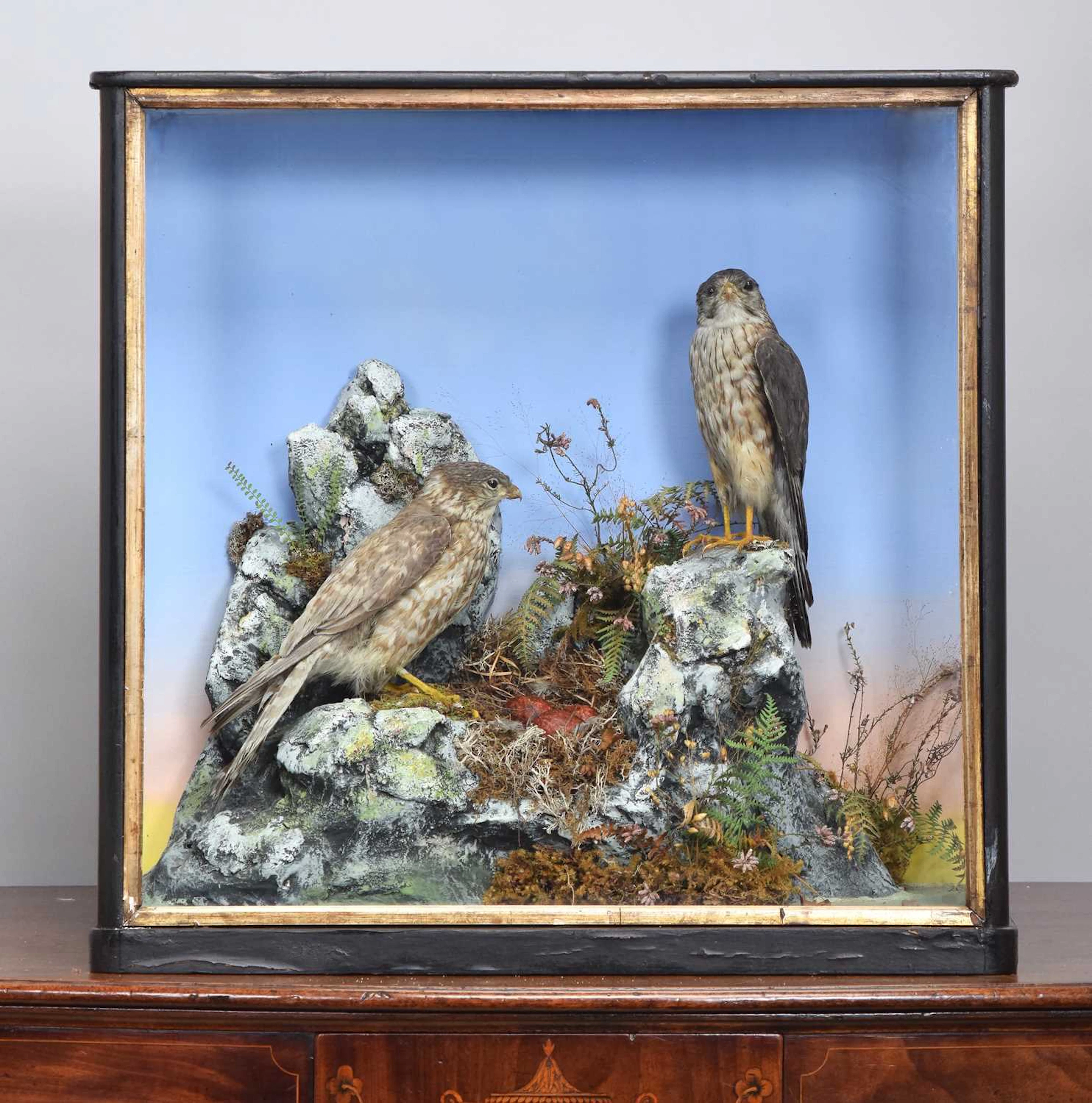 Taxidermy: A Late Victorian Cased Pair of Merlins (Falco columbarius)