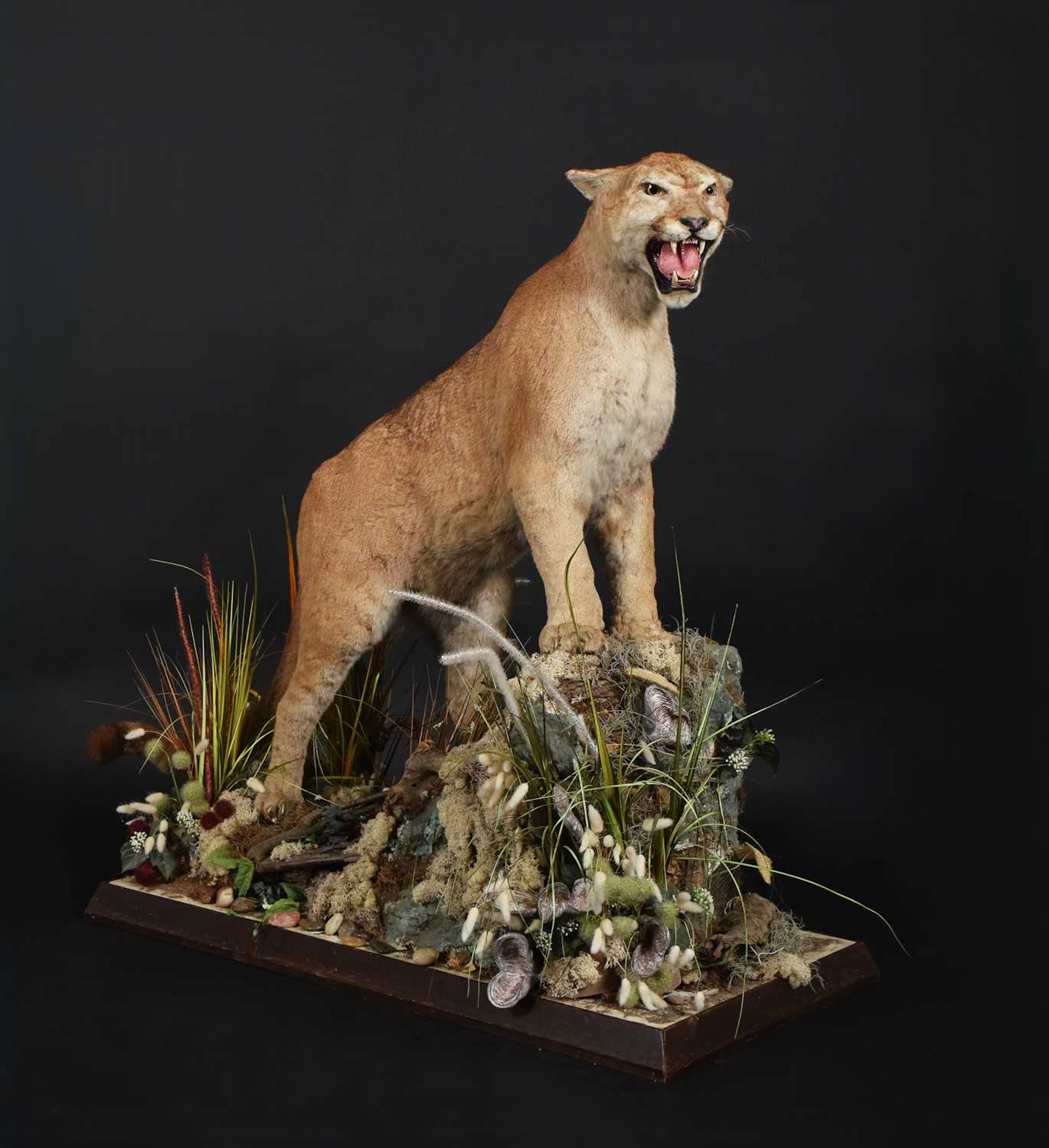 Taxidermy: North American Cougar or Mountain Lion (Puma concolor couguar)