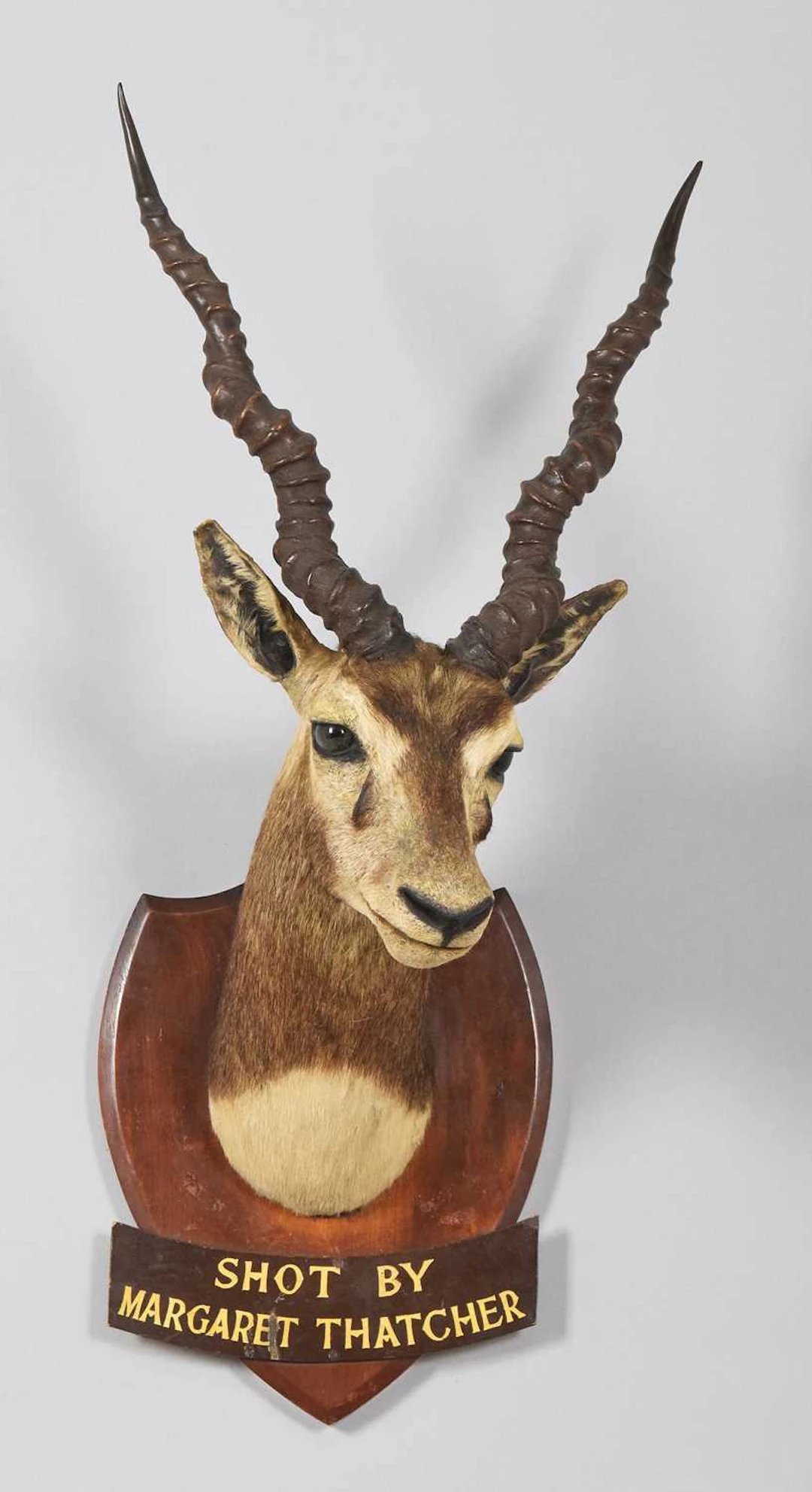 Taxidermy: Rajputan Blackbuck (Antilope cervicapra), dated 1928, by