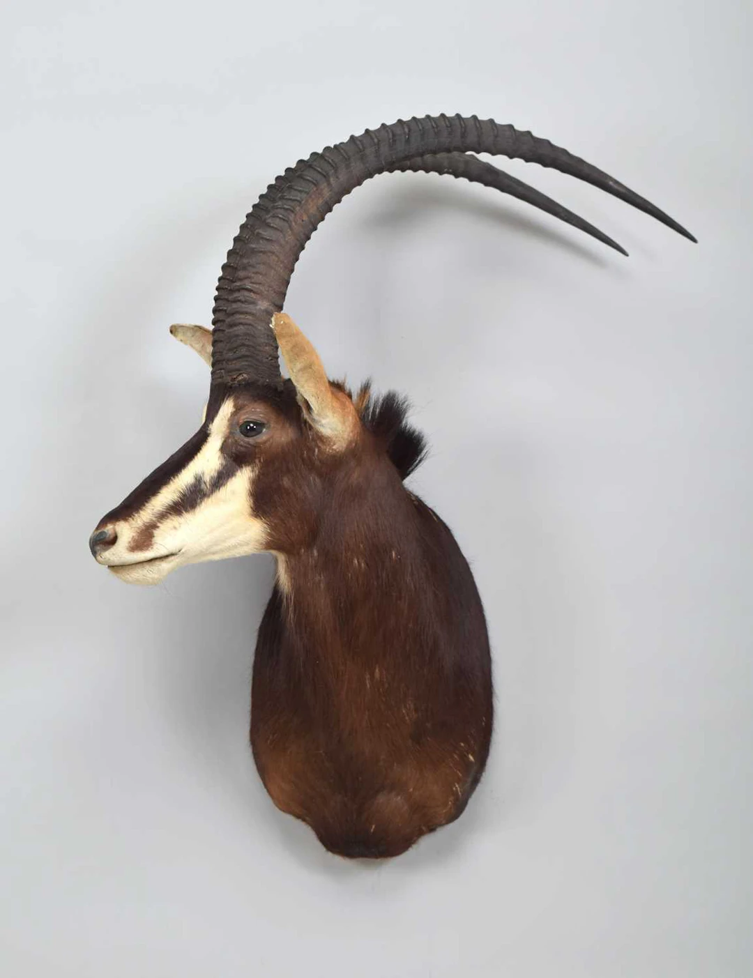Taxidermy: Sable Antelope (hippotragus niger niger), modern, by Colin