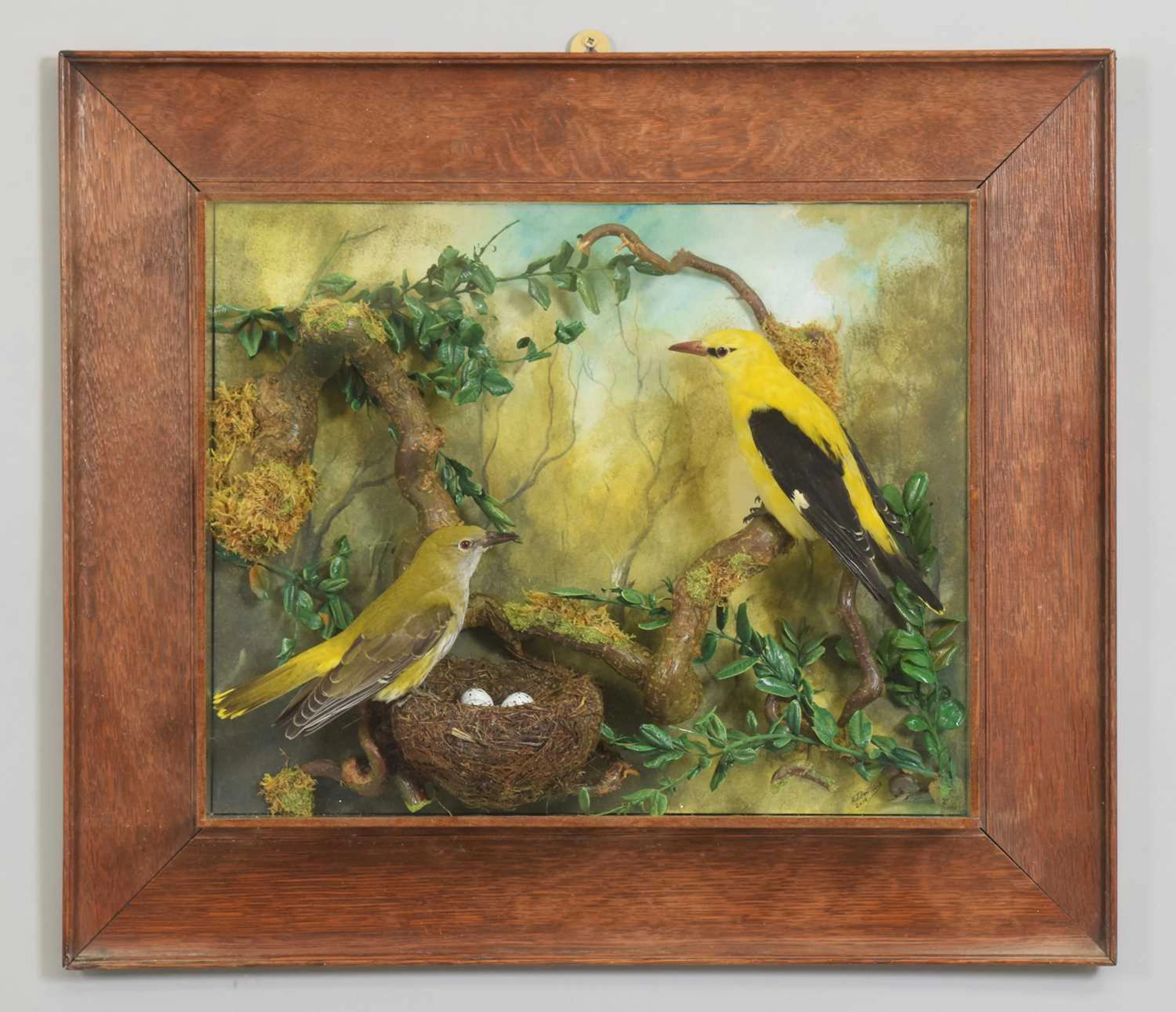 Taxidermy: A Wall Cased Pair European Golden Oriole (Oriolus oriolus)