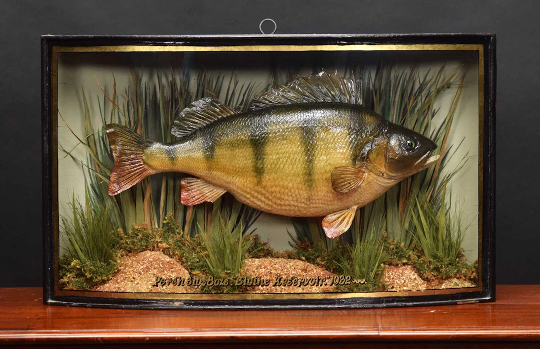 Taxidermy: A Cased Perch (Perca fluviatilis), dated 1932, by W.F.