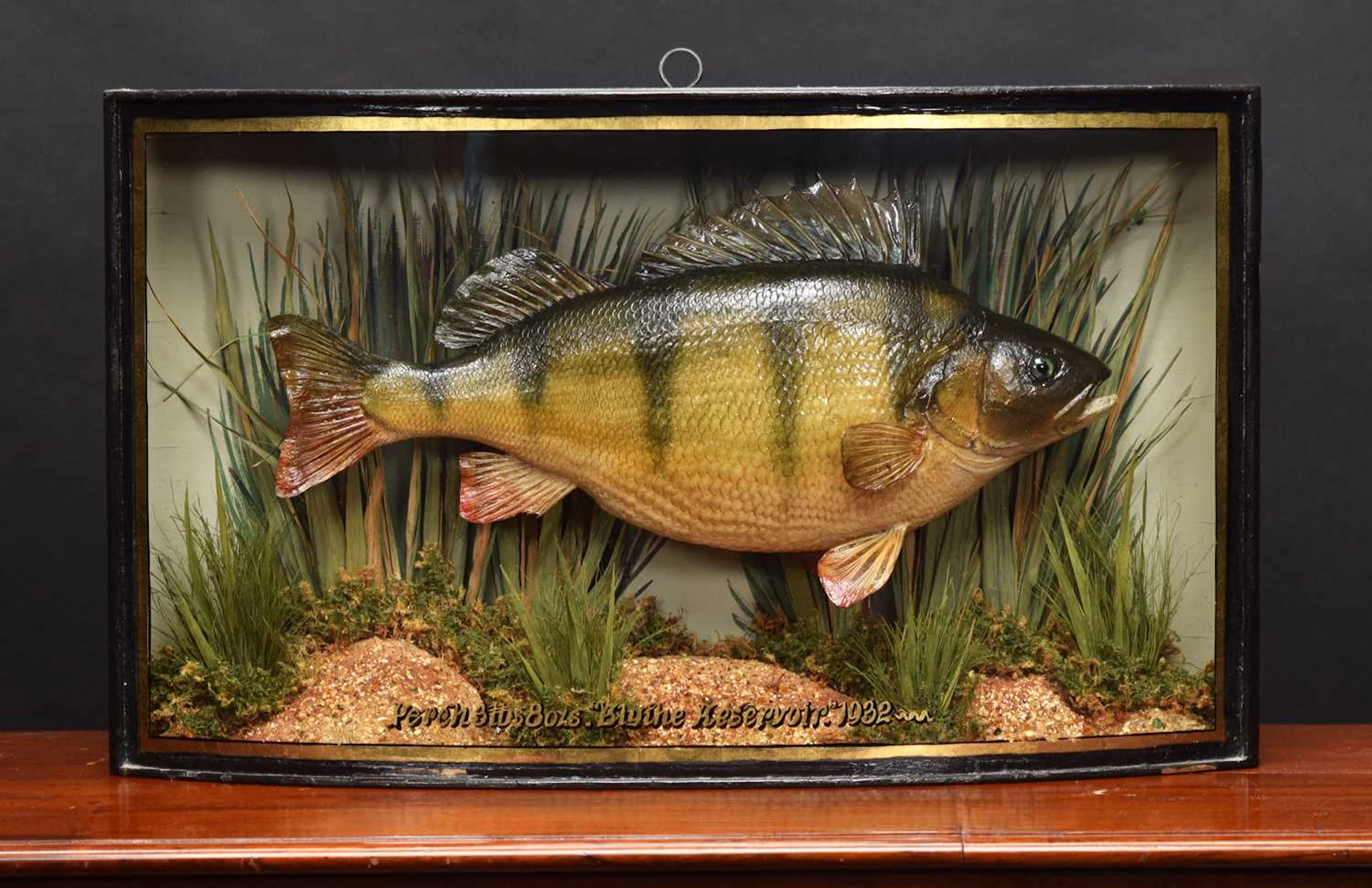 Taxidermy: A Cased Perch (Perca fluviatilis), dated 1932, by W.F.