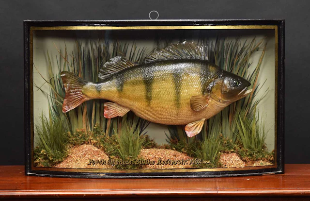 Taxidermy: A Cased Perch (Perca fluviatilis), dated 1932, by W.F.