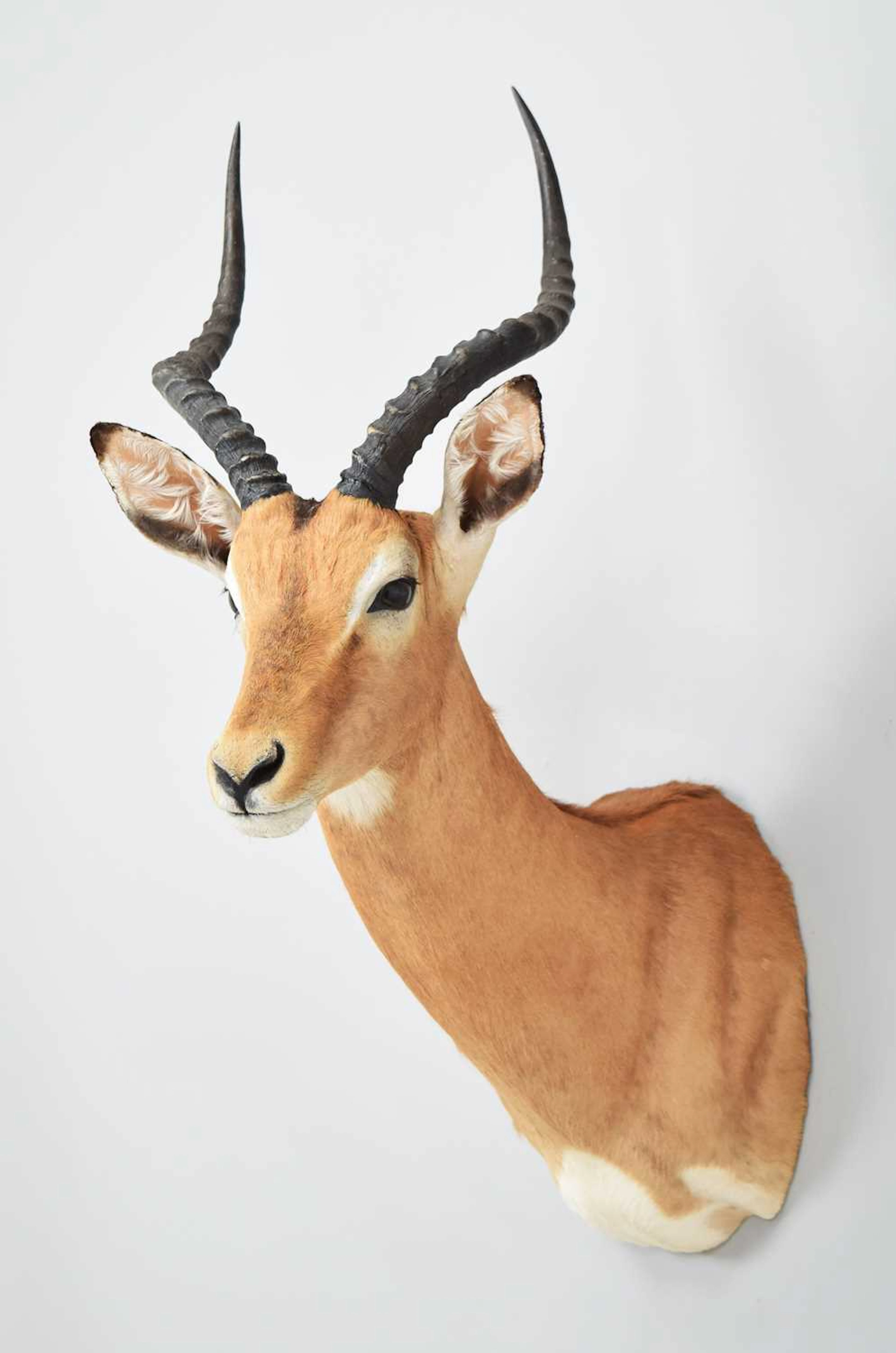 Taxidermy: Common Impala (Aepyceros Melampus), 2014, by Spirit of