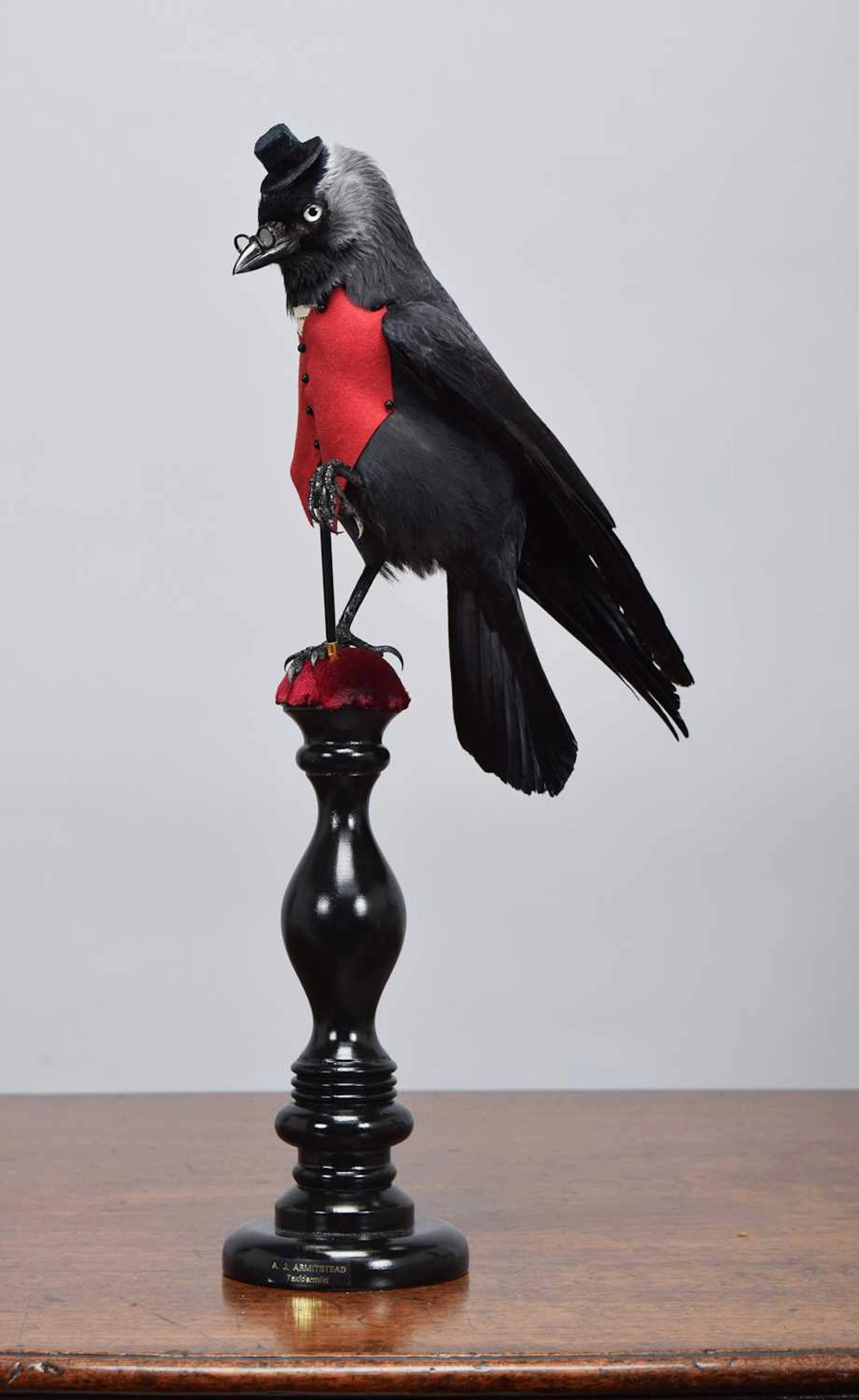 Anthropomorphic Taxidermy: The Dandy Jackdaw (Corvus monedula), dated