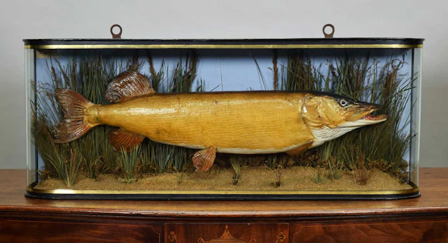Taxidermy: A Cased Northern Pike (Esox lucius), dated October 1916