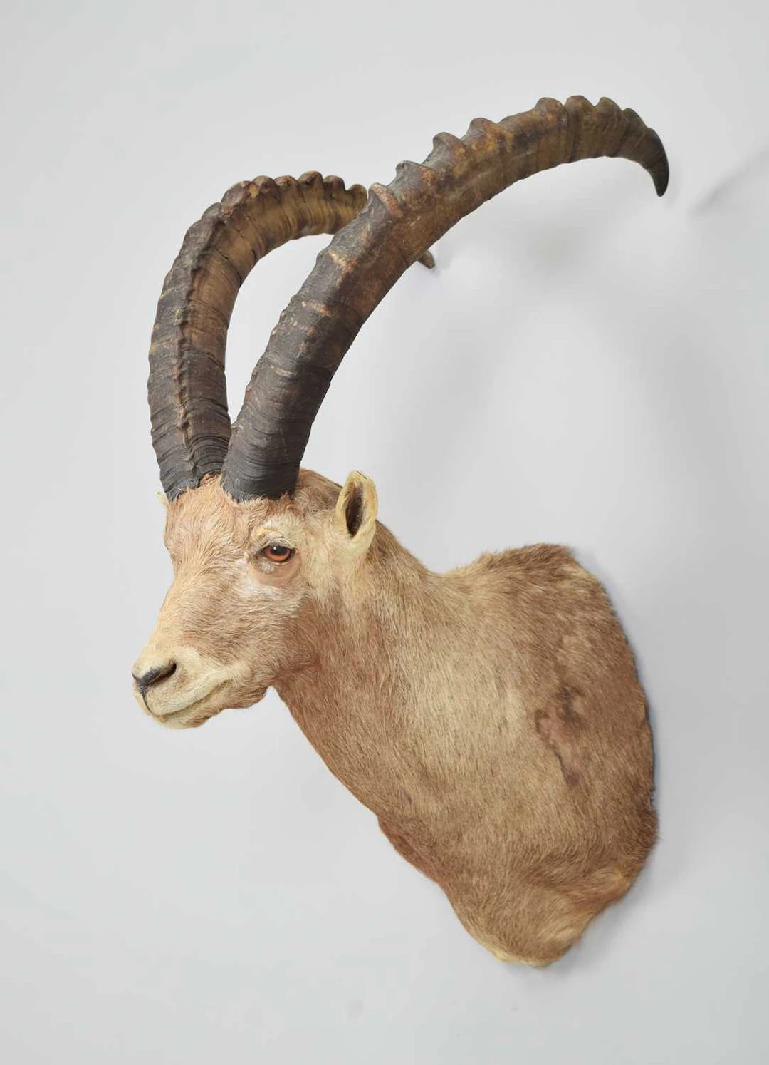 Taxidermy: Alpine Ibex (Capra ibex), modern, by Colin Dunton, Taxidermy