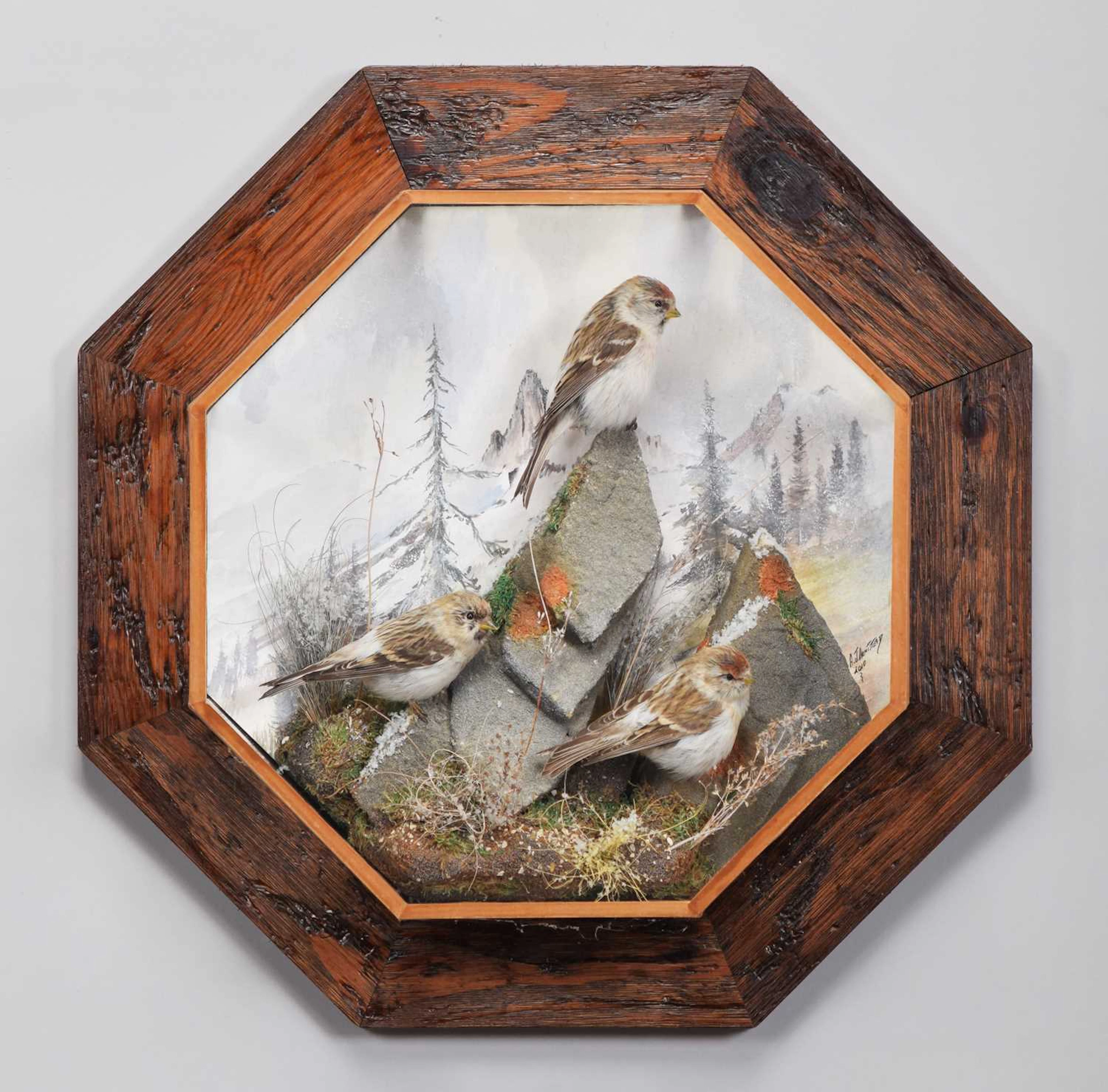 Taxidermy: A Wall Cased Trio of Arctic Redpoll's (Acanthis flammea)