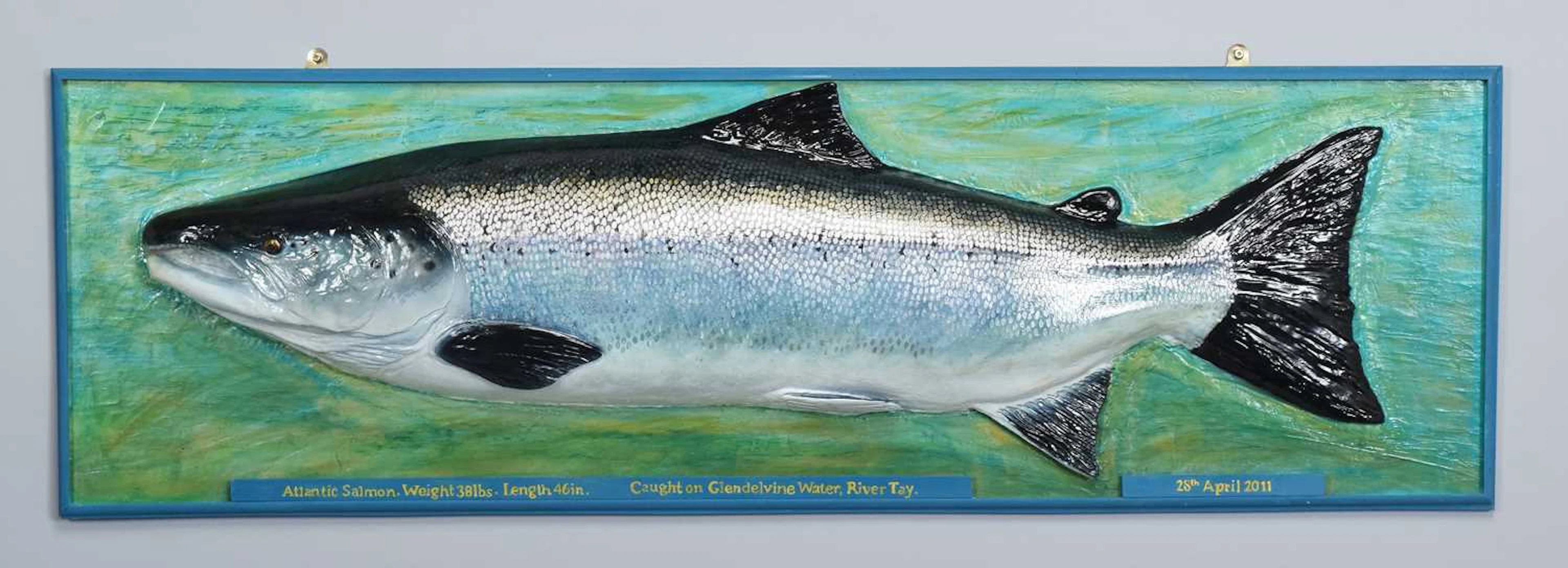 Natural History: A Large Atlantic Salmon (Salmo salar), dated 2024