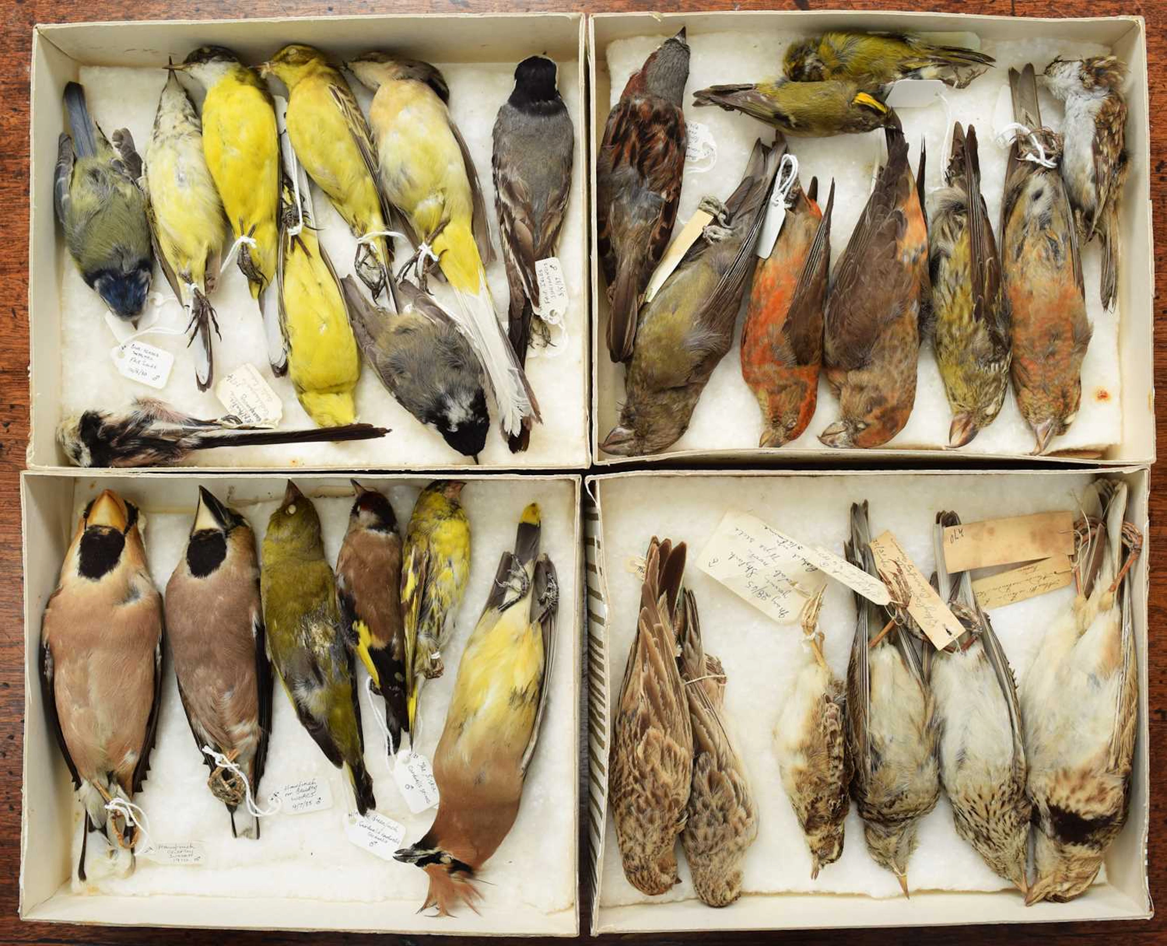 Taxidermy: A Collection of Various British & European Garden Songbird
