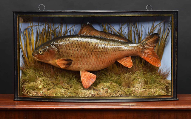 Taxidermy: A Cased Common Carp (Cyprinus carpio), dated July 1947