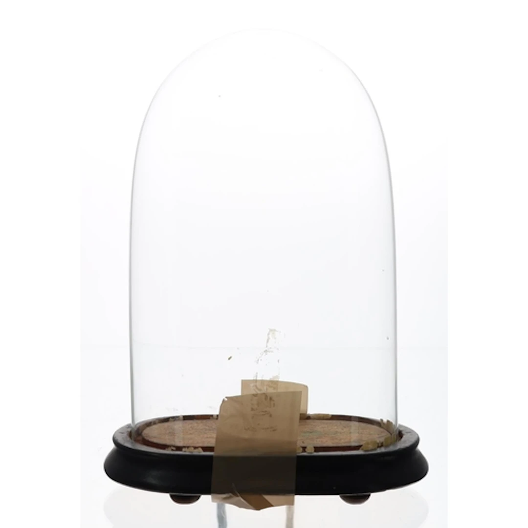 Small glass clock dome upon a stepped ebonised base with ova...