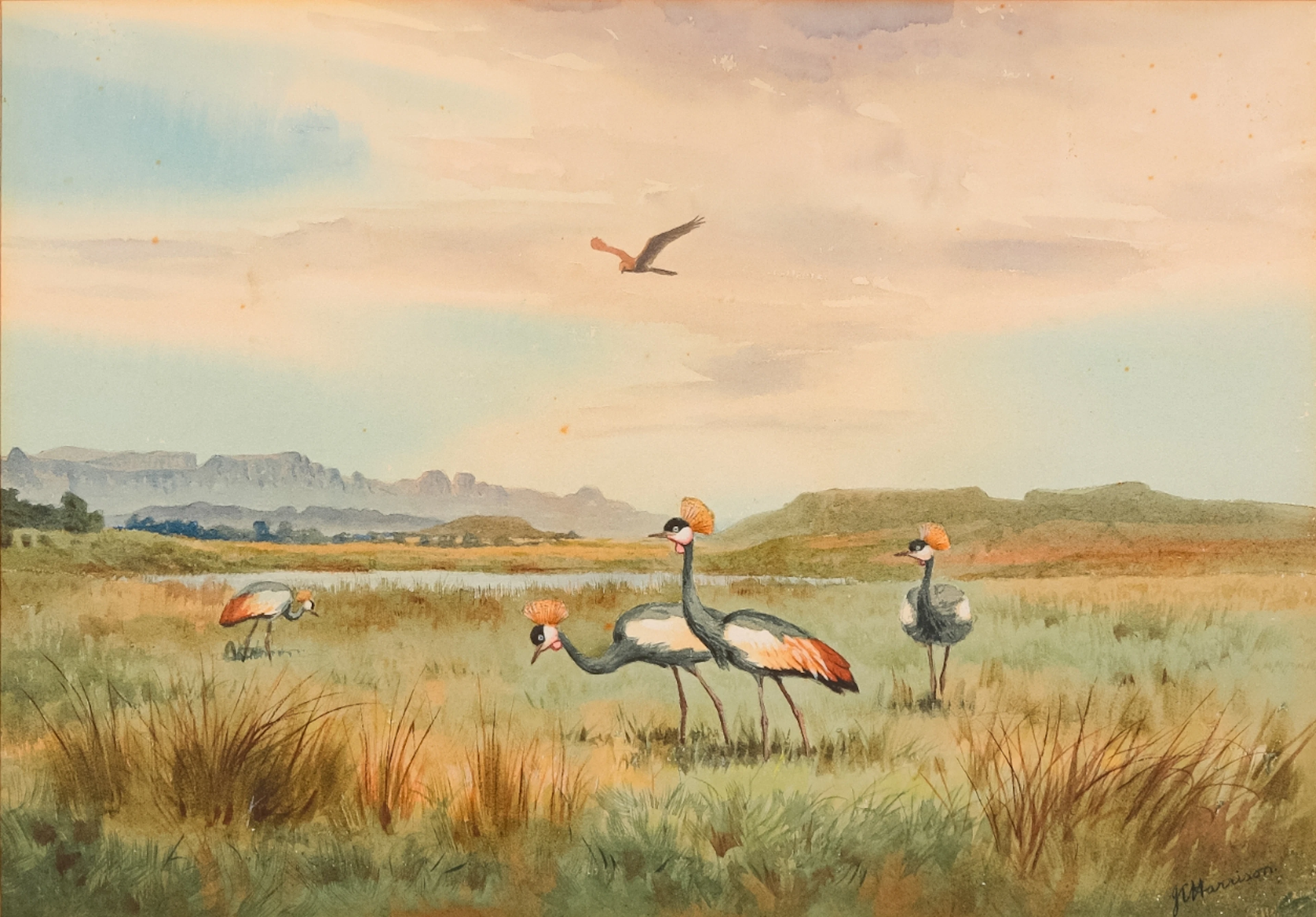 *JOHN CYRIL HARRISON (1898-1985) 'Crowned Cranes off a River at Underberg