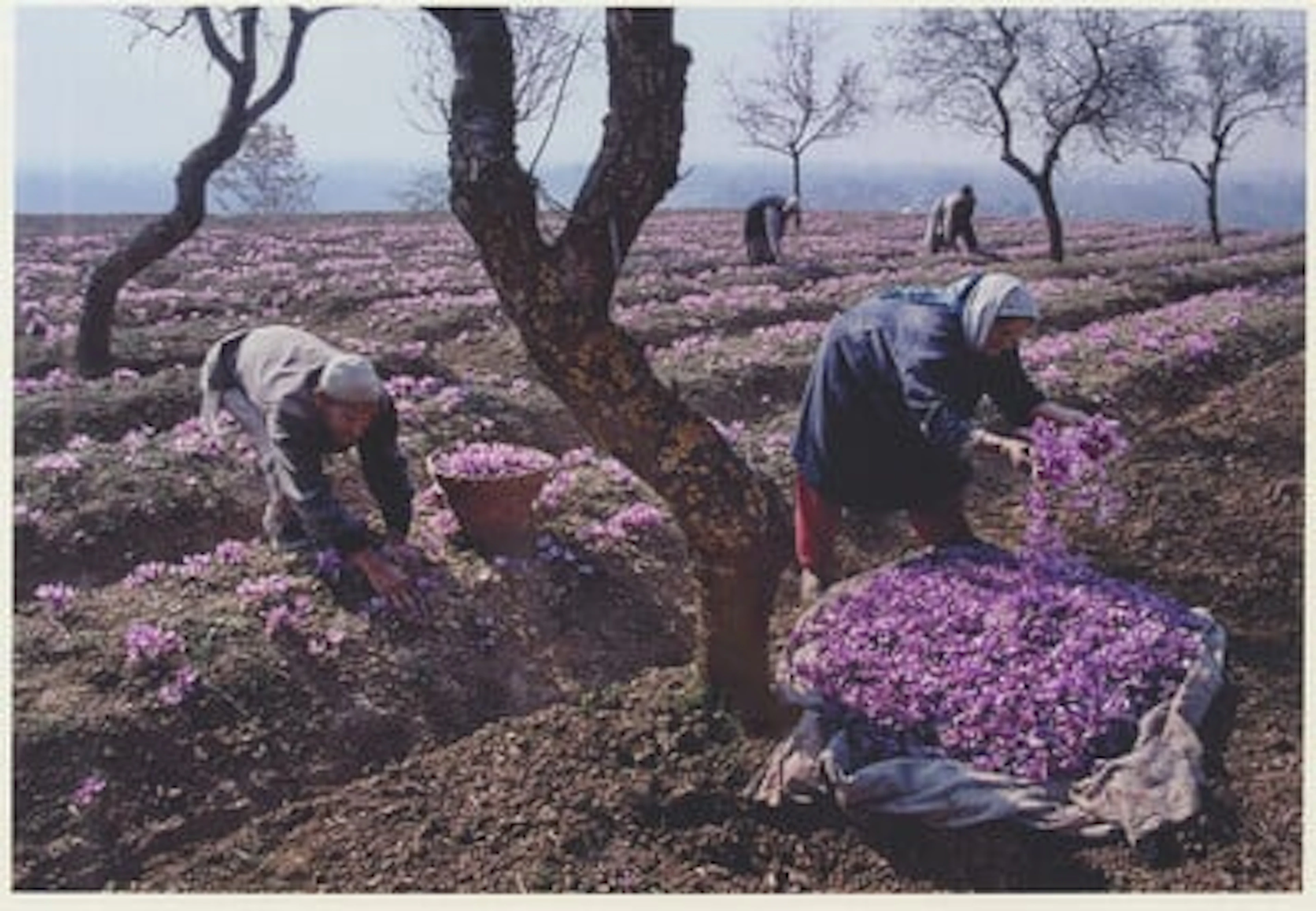 Steve McCurry