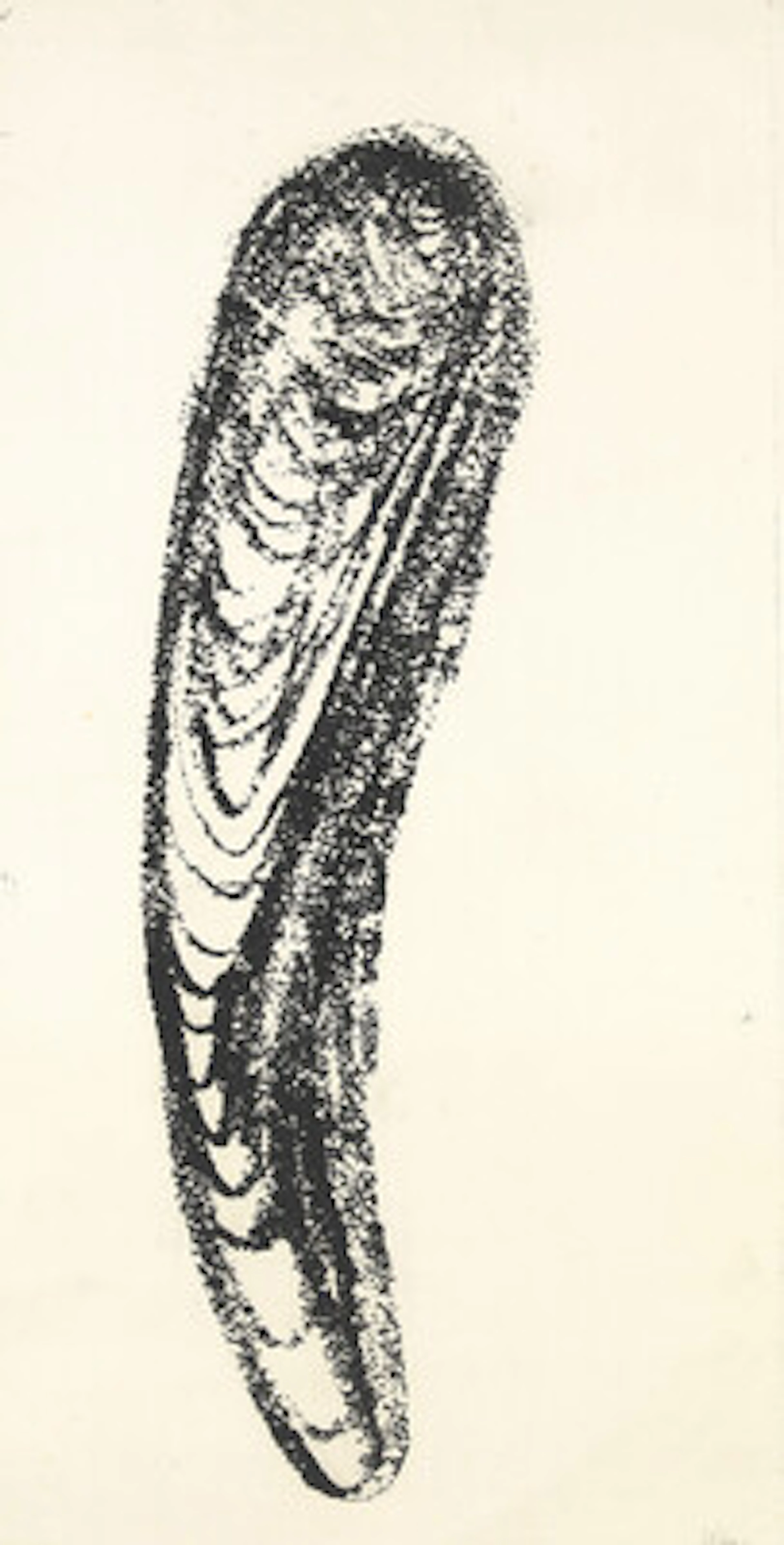 Ludvig Eikaas