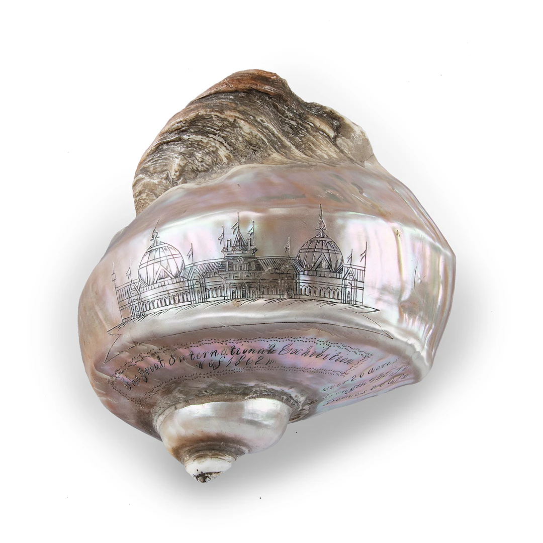 A Finely Engraved Turban Shell Featuring a Vignette of the International