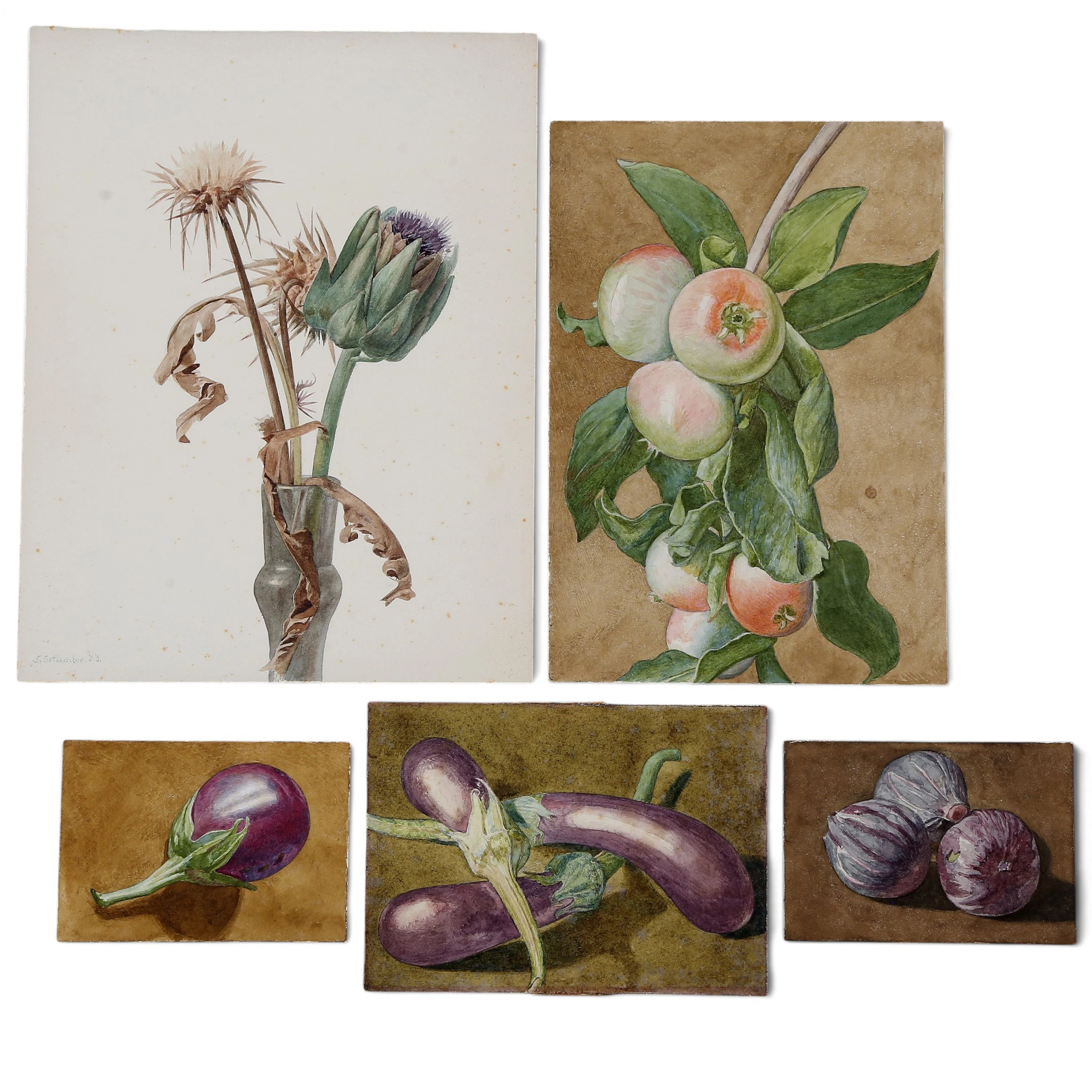 AGUSTÍ RIGALT CORTIELLA. Botanical sketches.