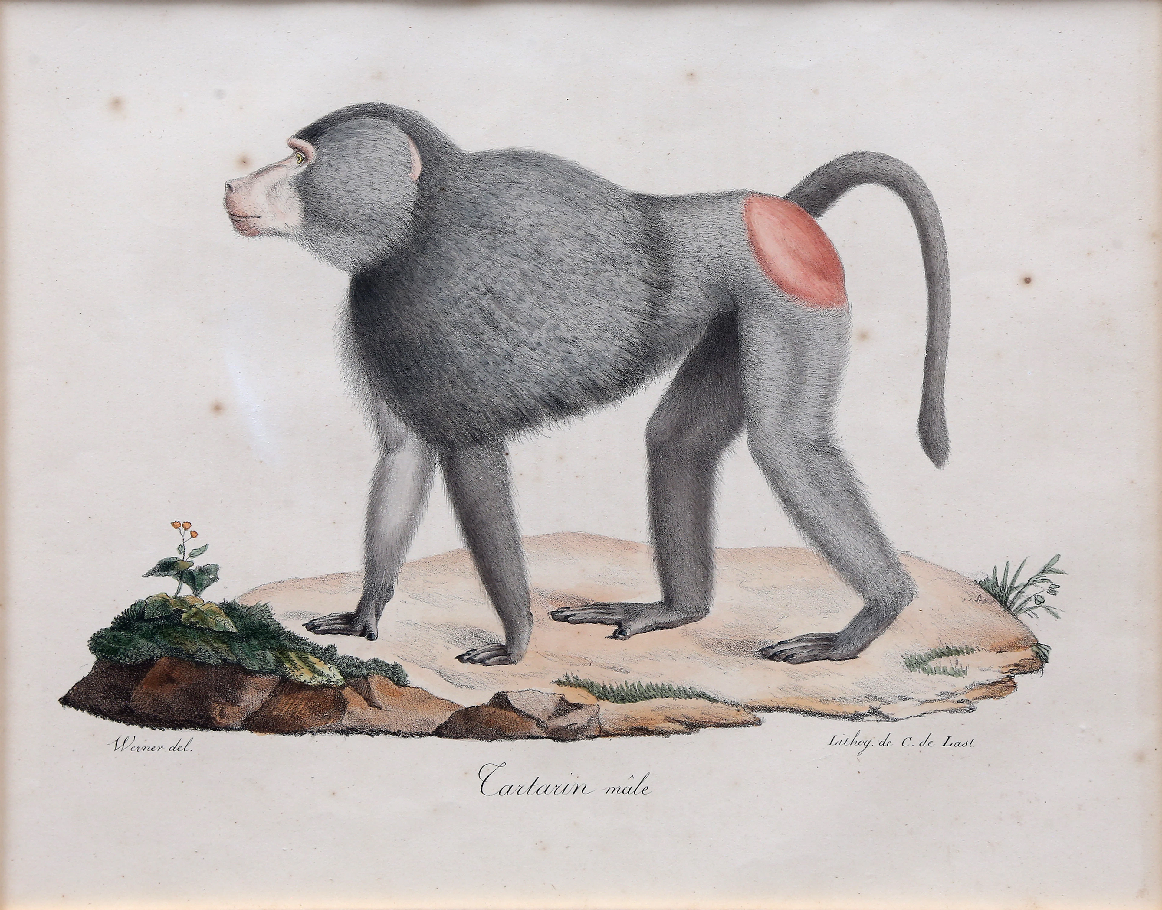 JACQUES CHRISTOPHE WERNER. SEGÚN. Baboons.