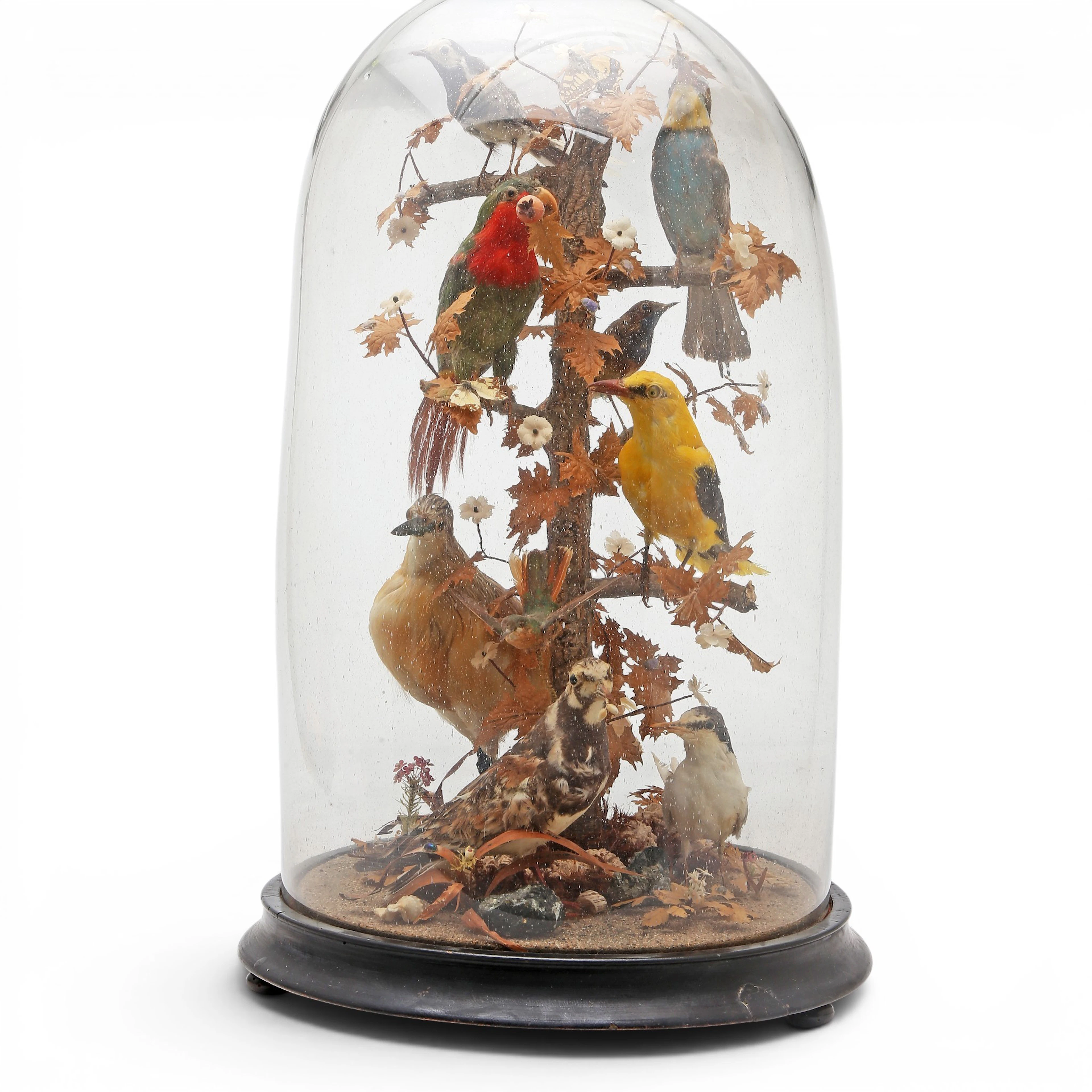 Victorian composition of taxidermy birds, butterflies and insects