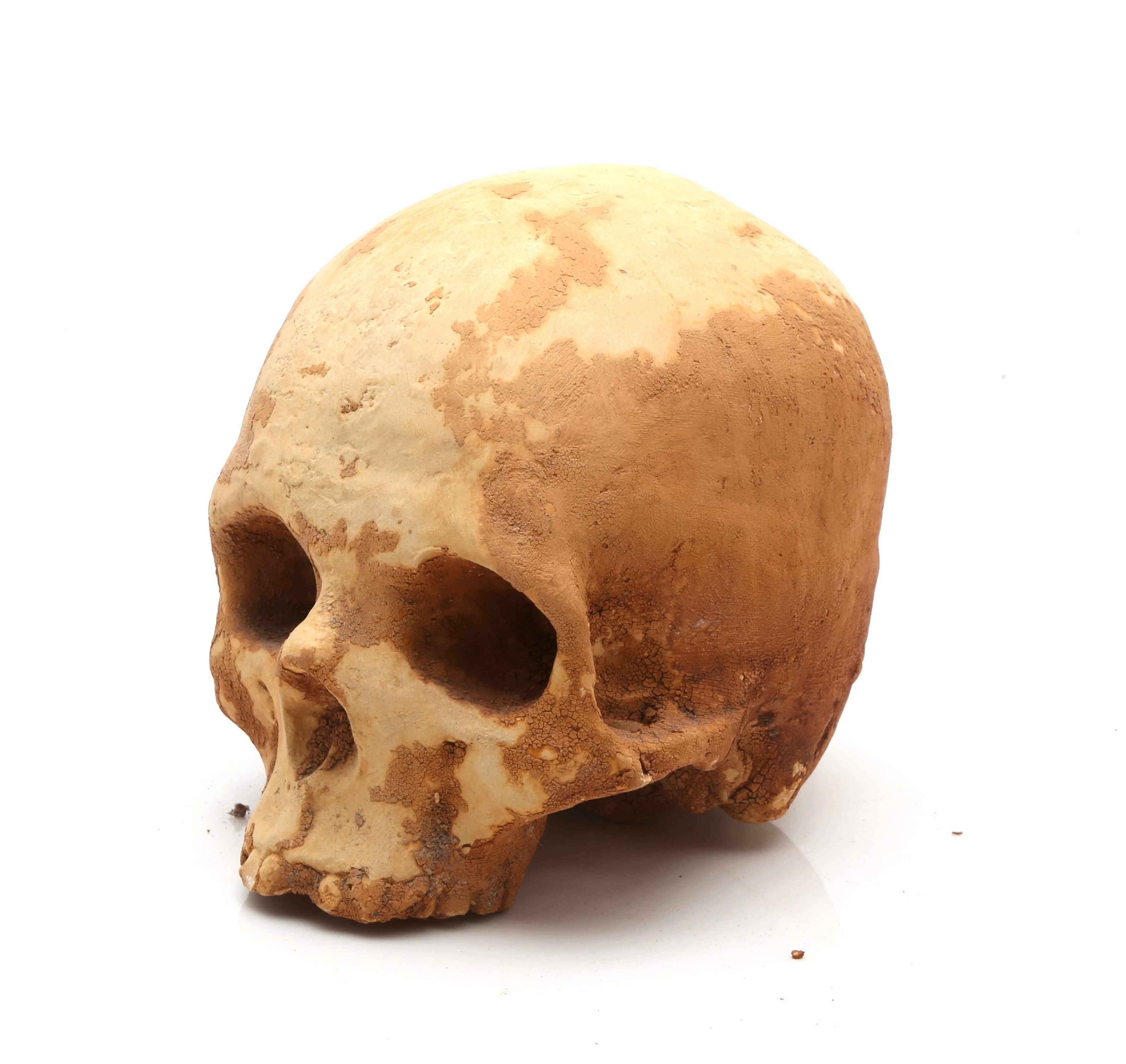 SPANISH SCHOOL, EARLY DECADES 20TH CENTURY. Skull.