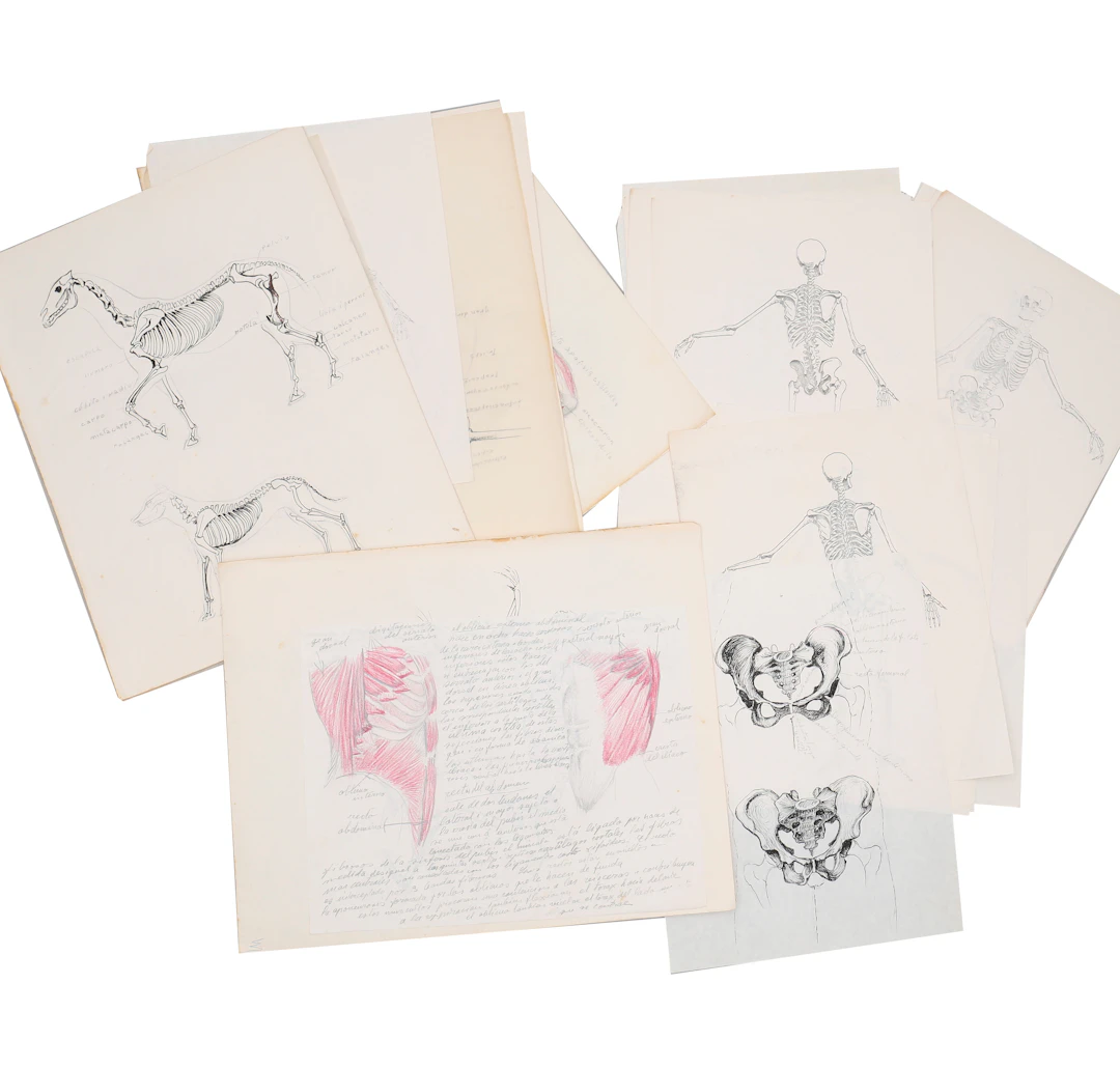 MANUEL VIUSÀ. ATRIBUIDO. Various drawings and sketches on human and